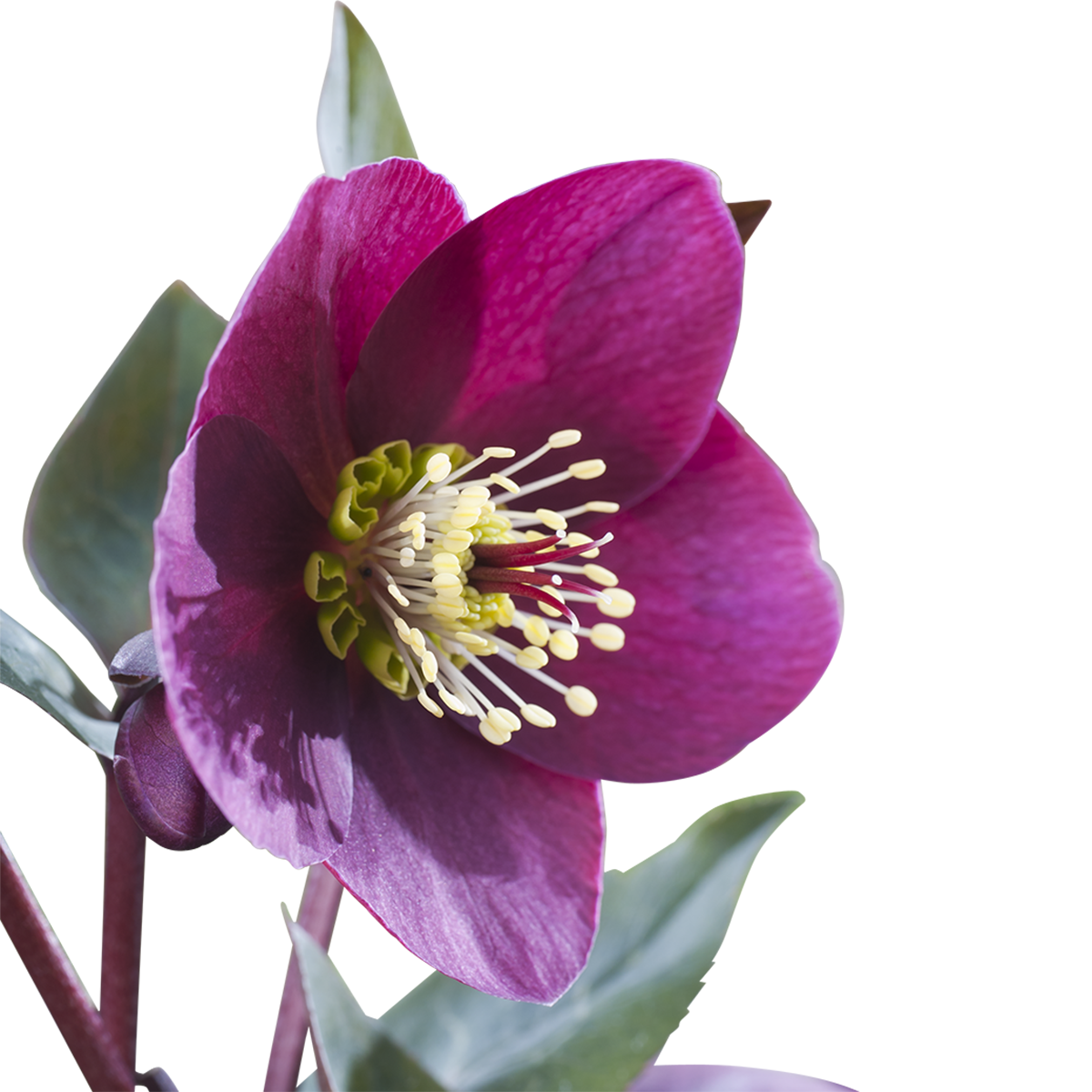 Helleborus Frostkiss 'Anna's Red' 15 cm