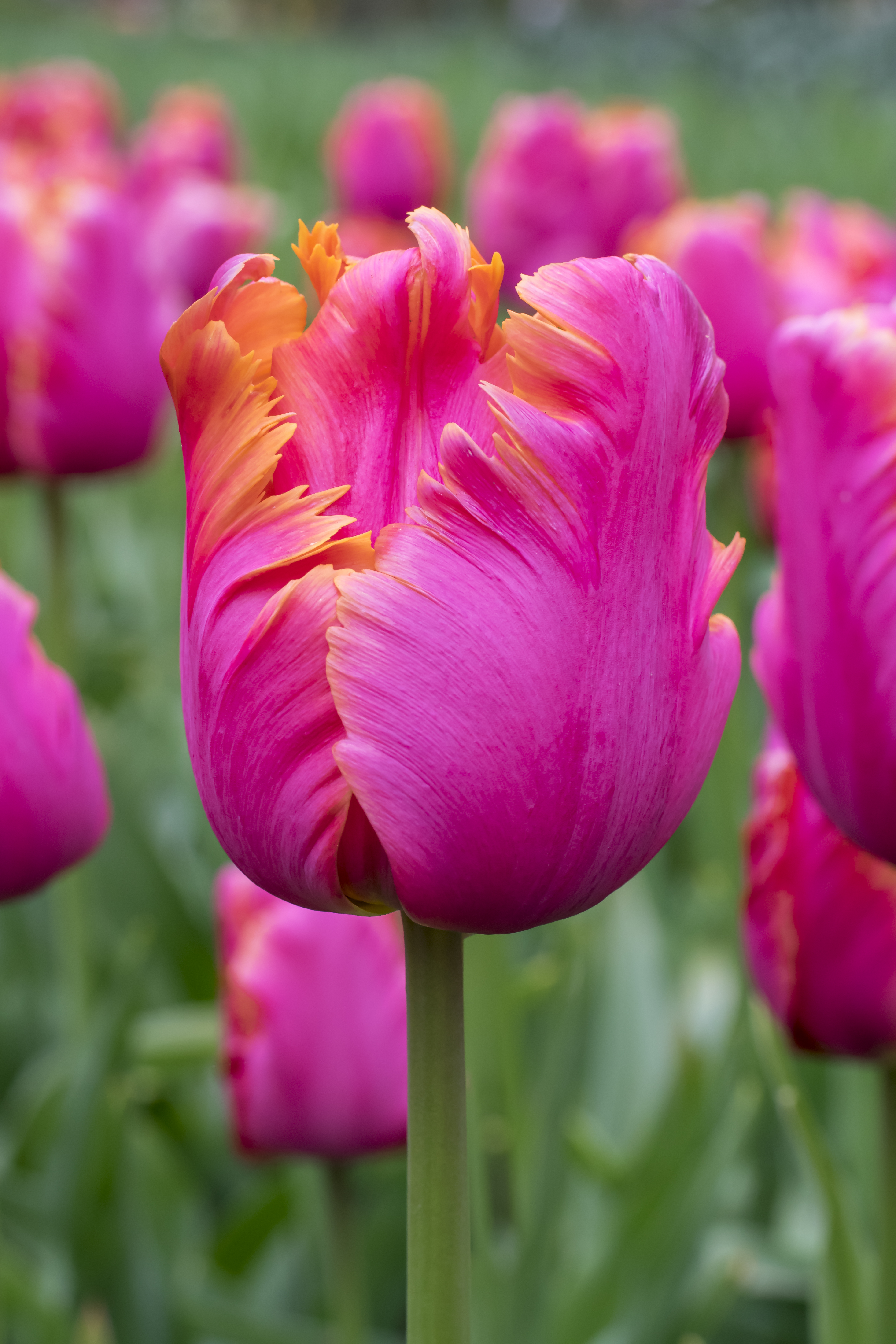 Papegojtulpan 'Amazing Parrot' - 6 st