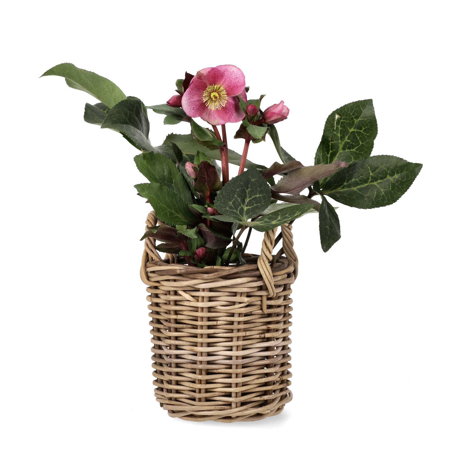 Helleborus Frostkiss 'Anna's Red' 15 cm