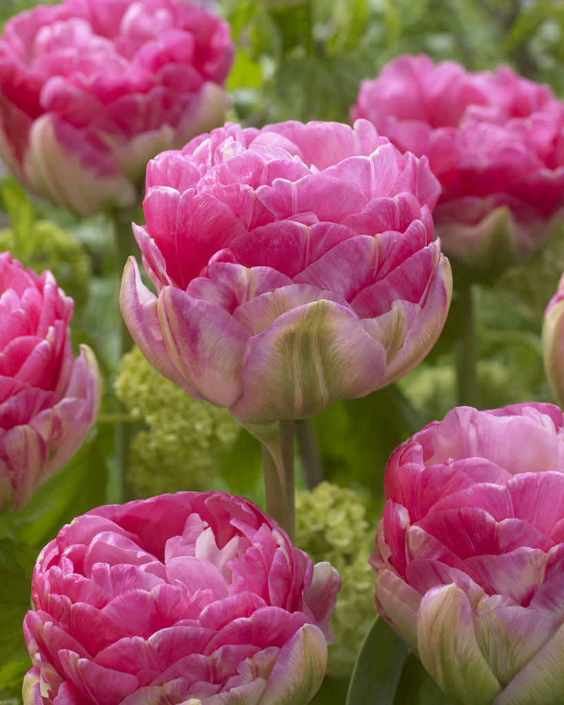 Fylld tulpan 'Pinksize'