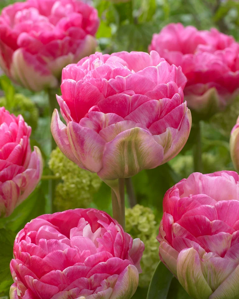 Fylld Tulpan Pinksize