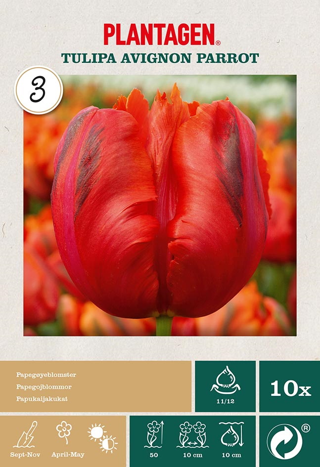 Papegojtulpan 'Avignon Parrot'