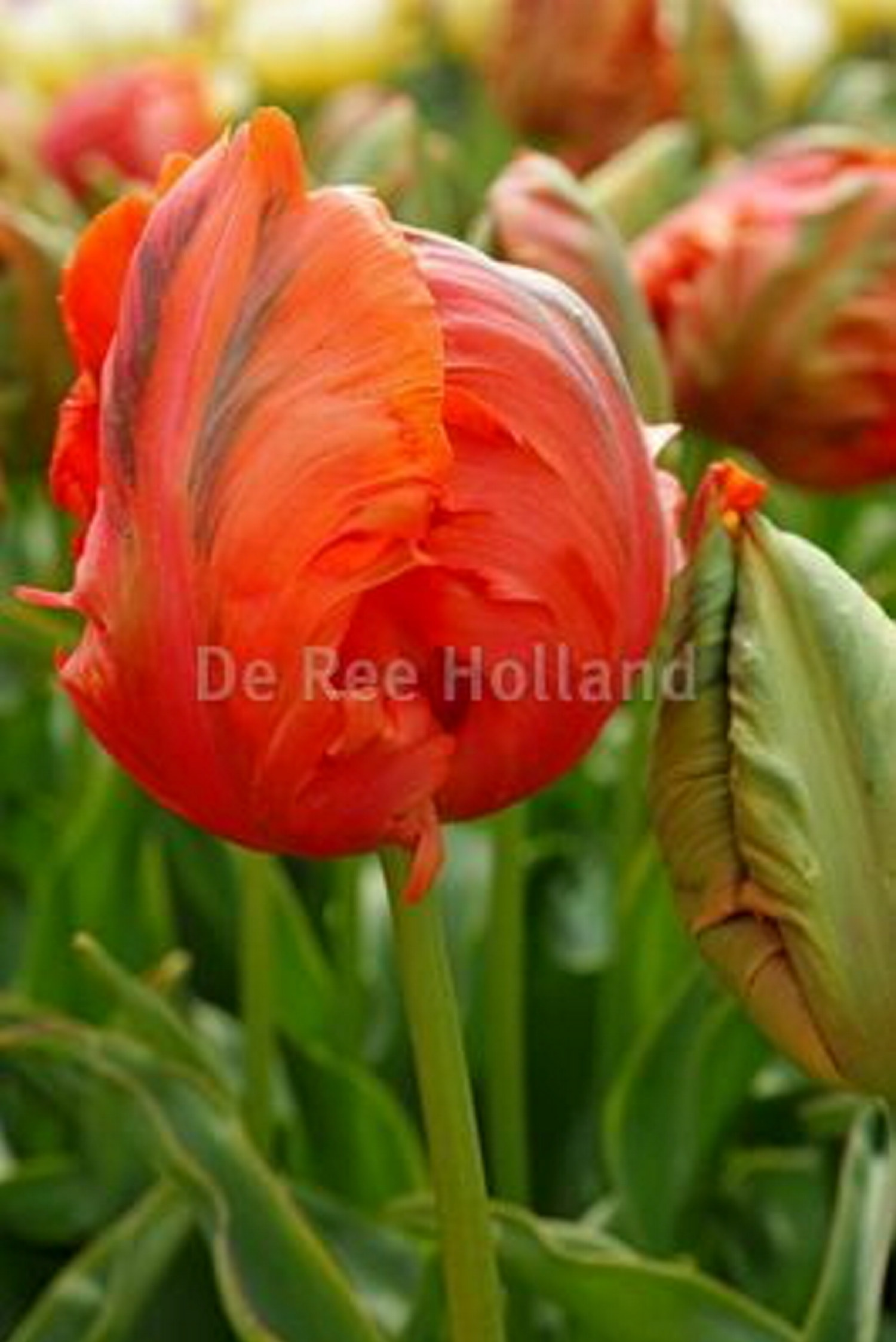 Papegojtulpan 'Avignon Parrot'