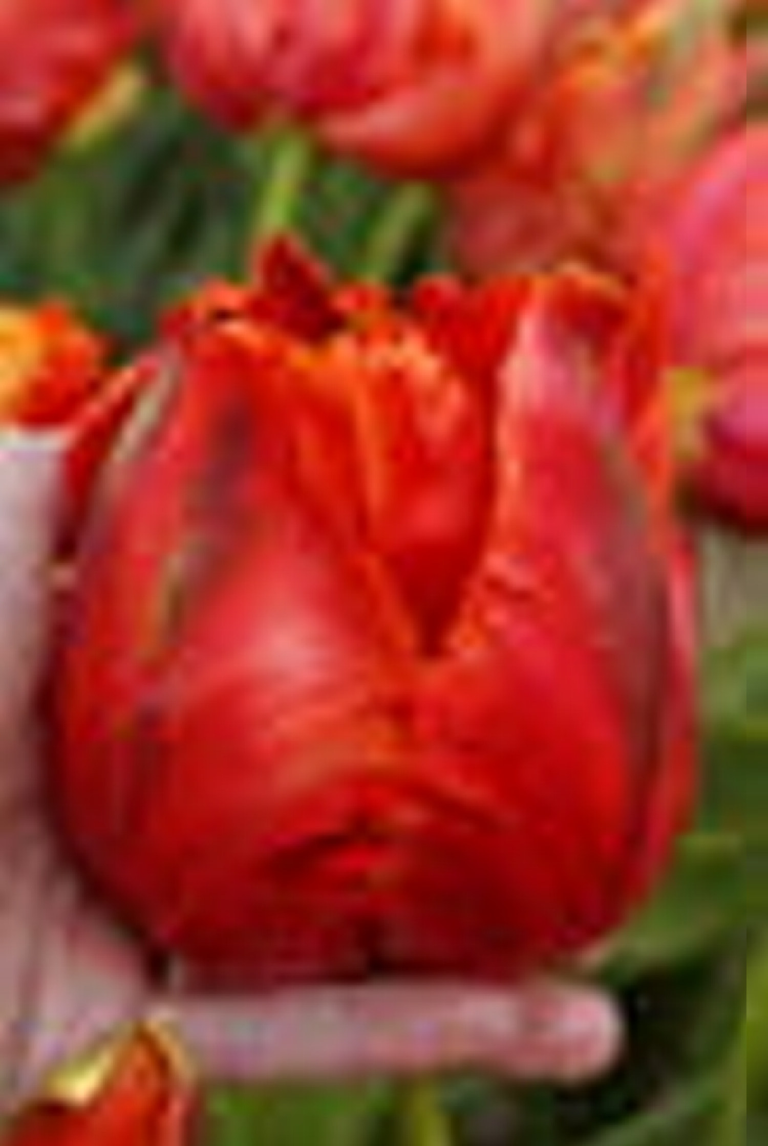 Papegojtulpan 'Avignon Parrot'