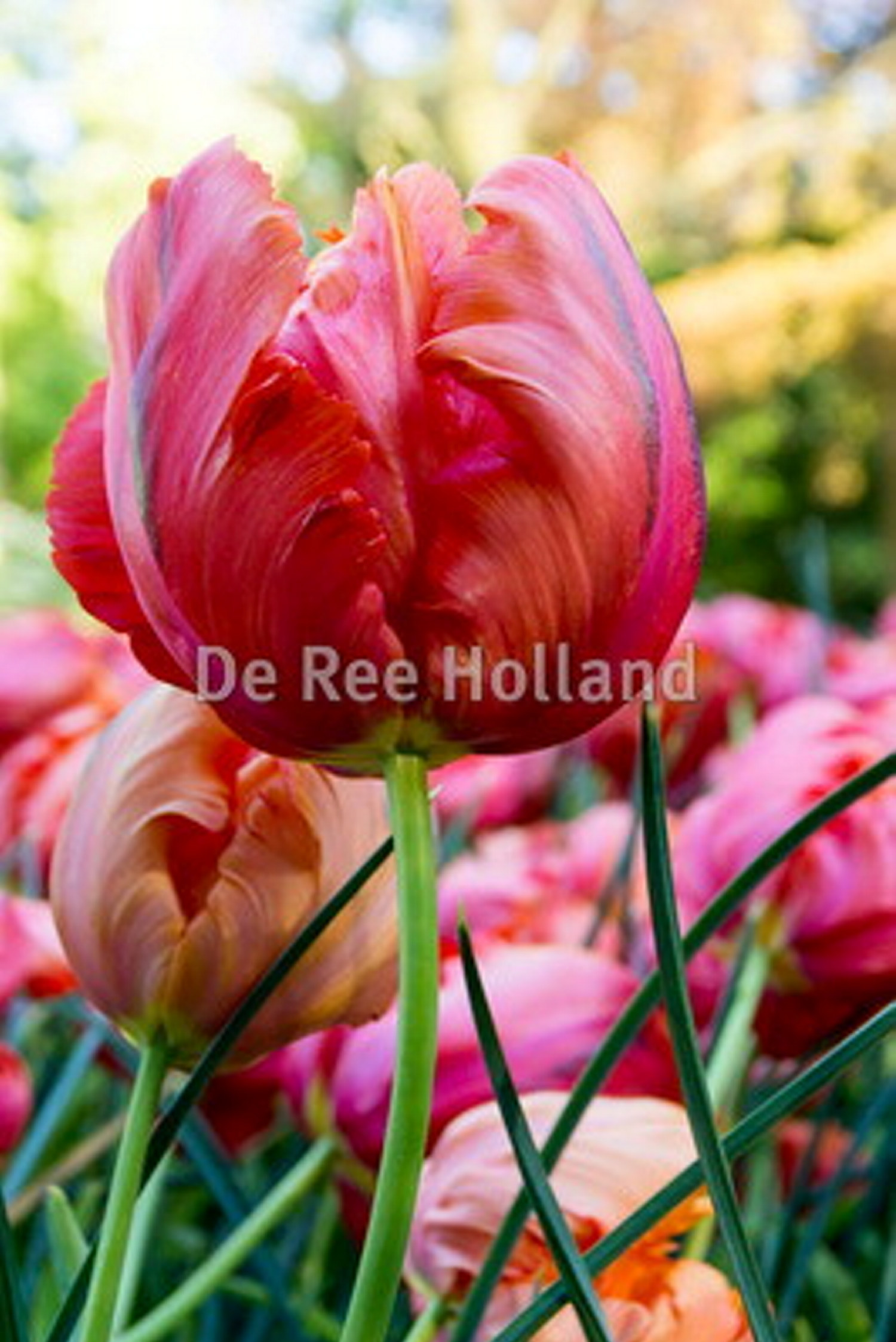 Papegojtulpan 'Avignon Parrot'