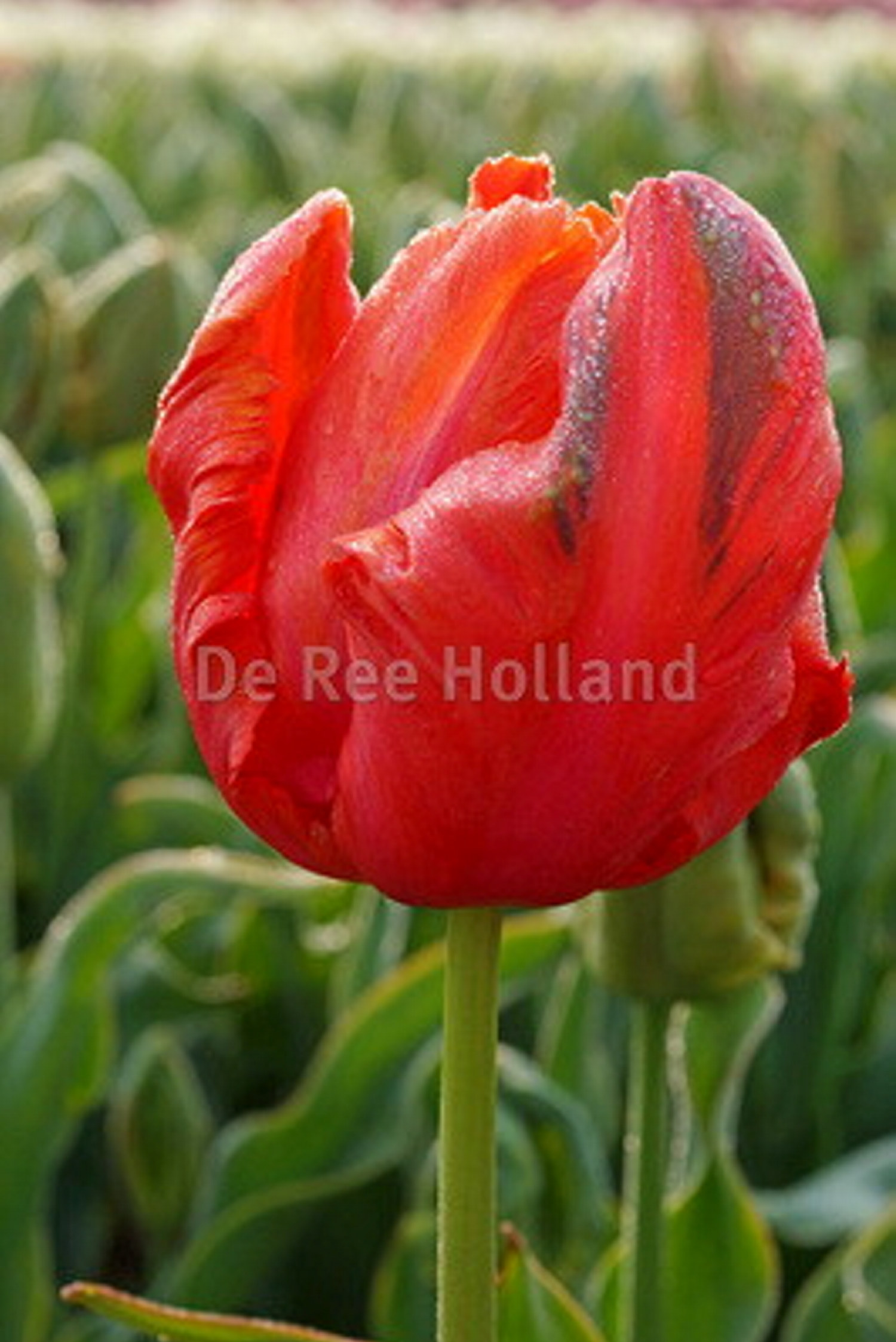 Papegojtulpan 'Avignon Parrot'