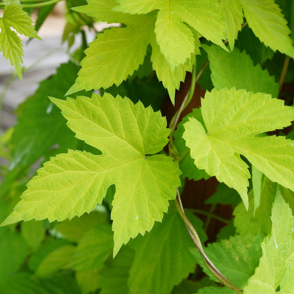 Humle 'Nordbrau', honplanta
