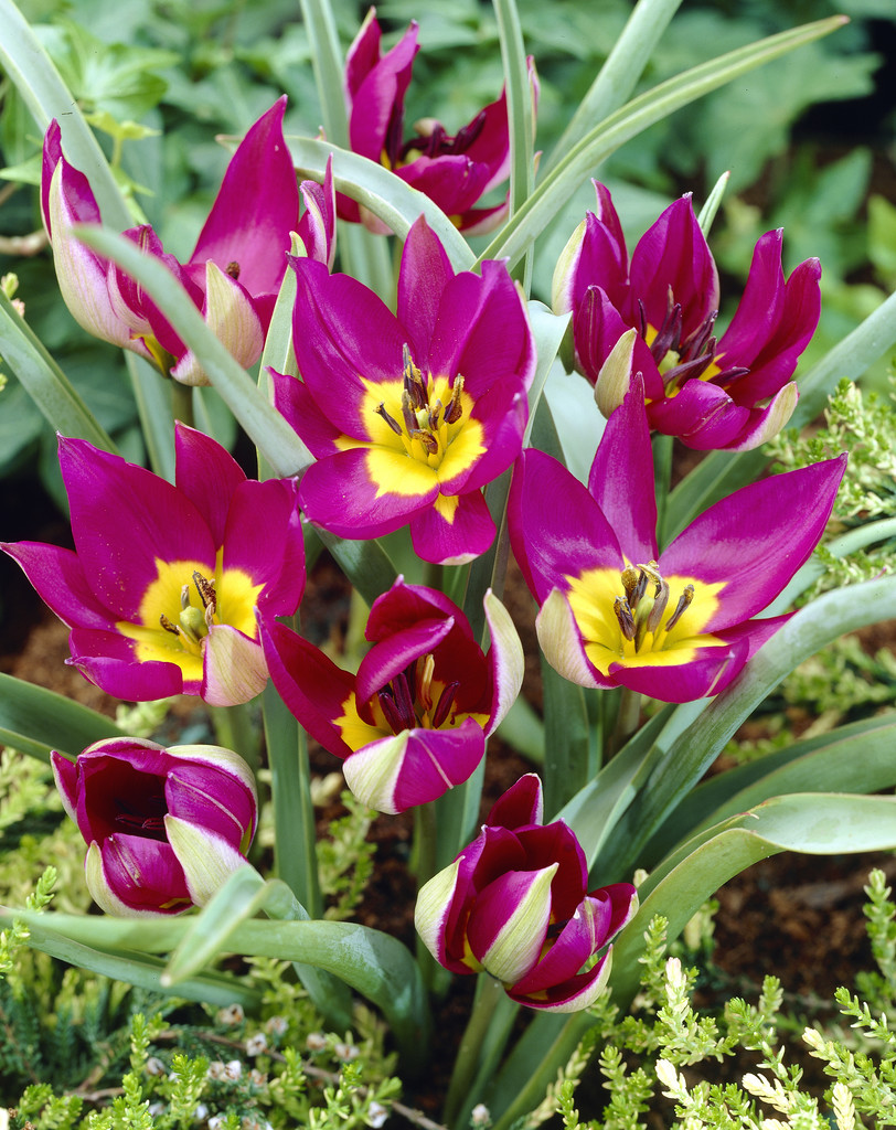 Violtulpan 'Persian Pearl'