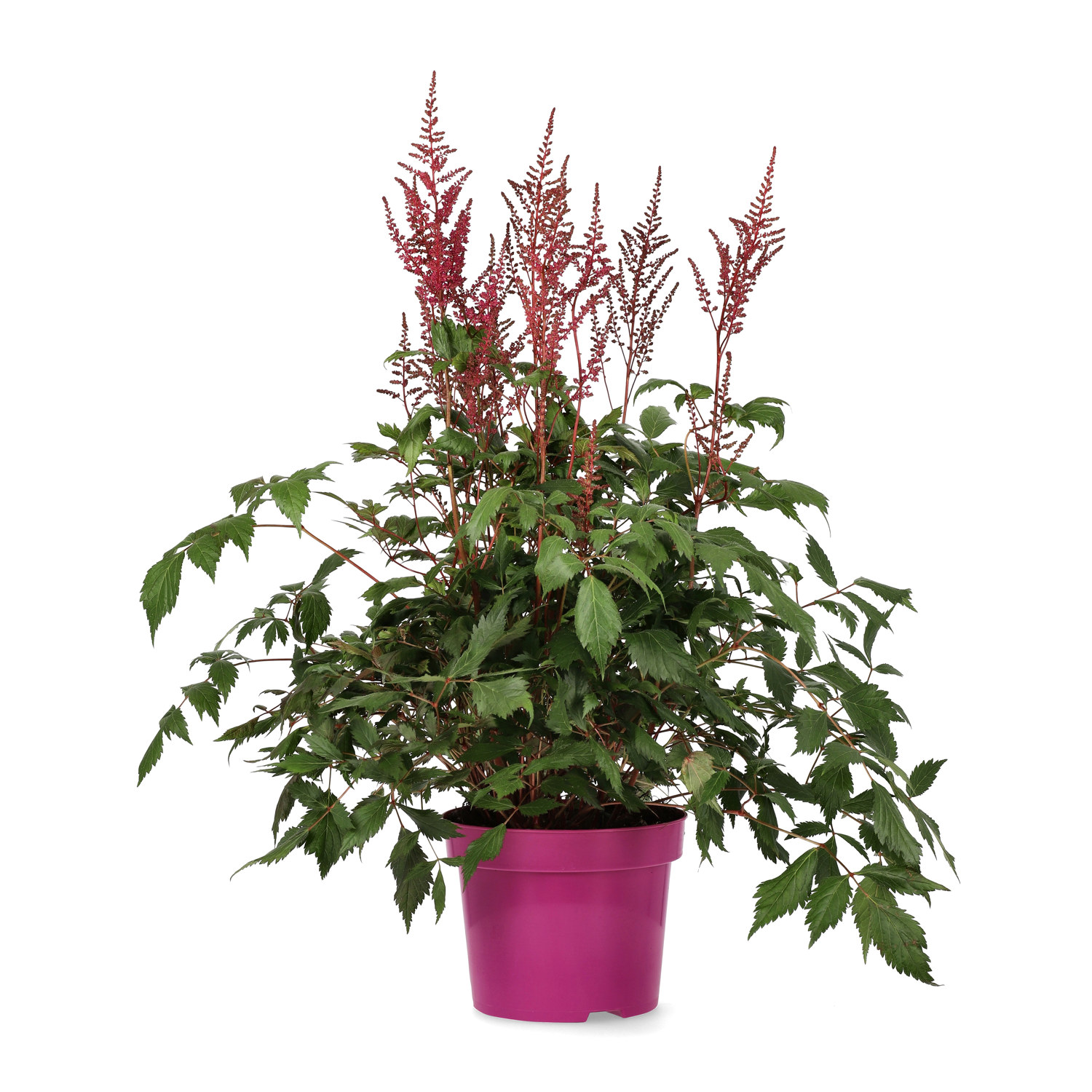 Astilbe japonica 23cm