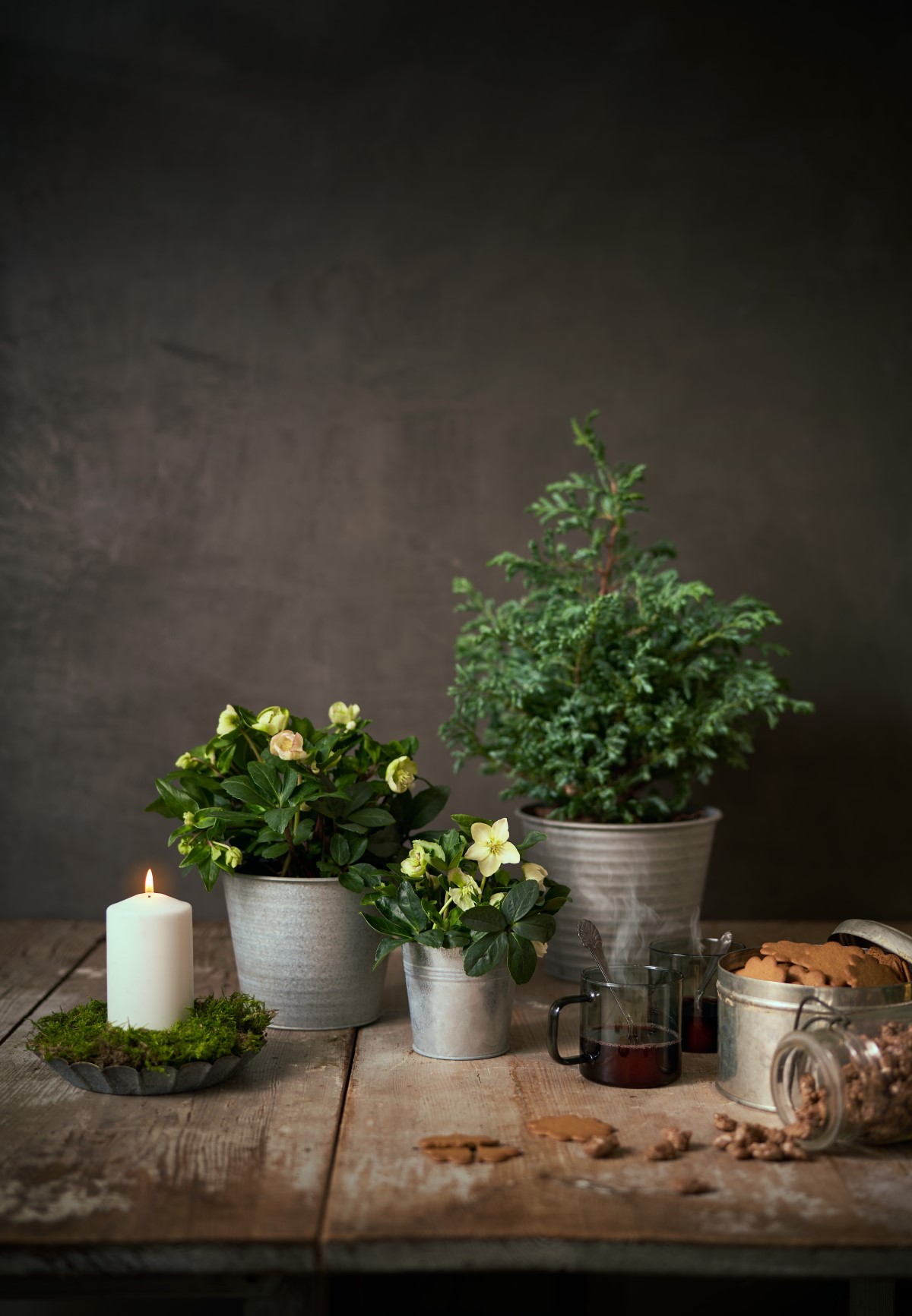 Hvit julerose 'Christmas Carol'