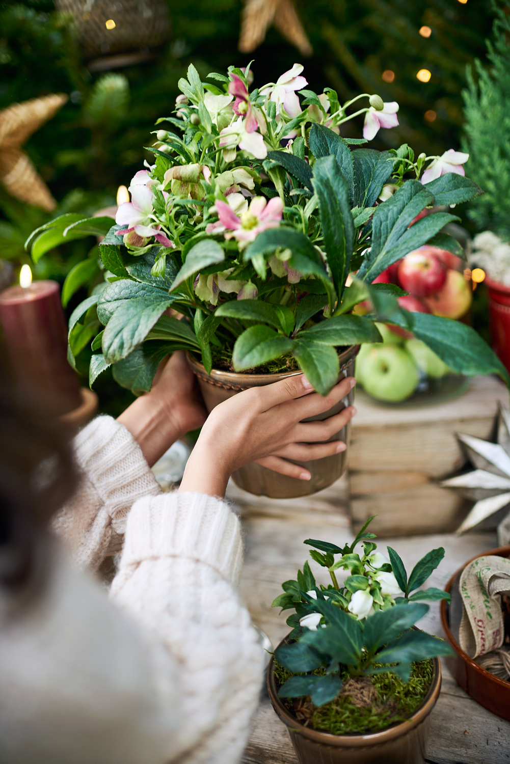 Julerose VIV VICTORIA