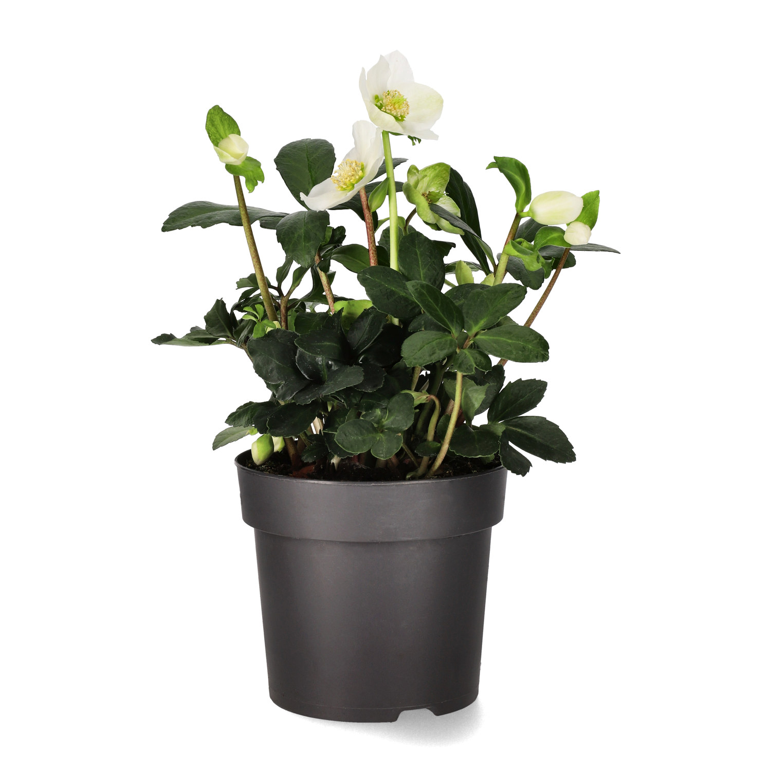 Hvit julerose 'Christmas Carol'