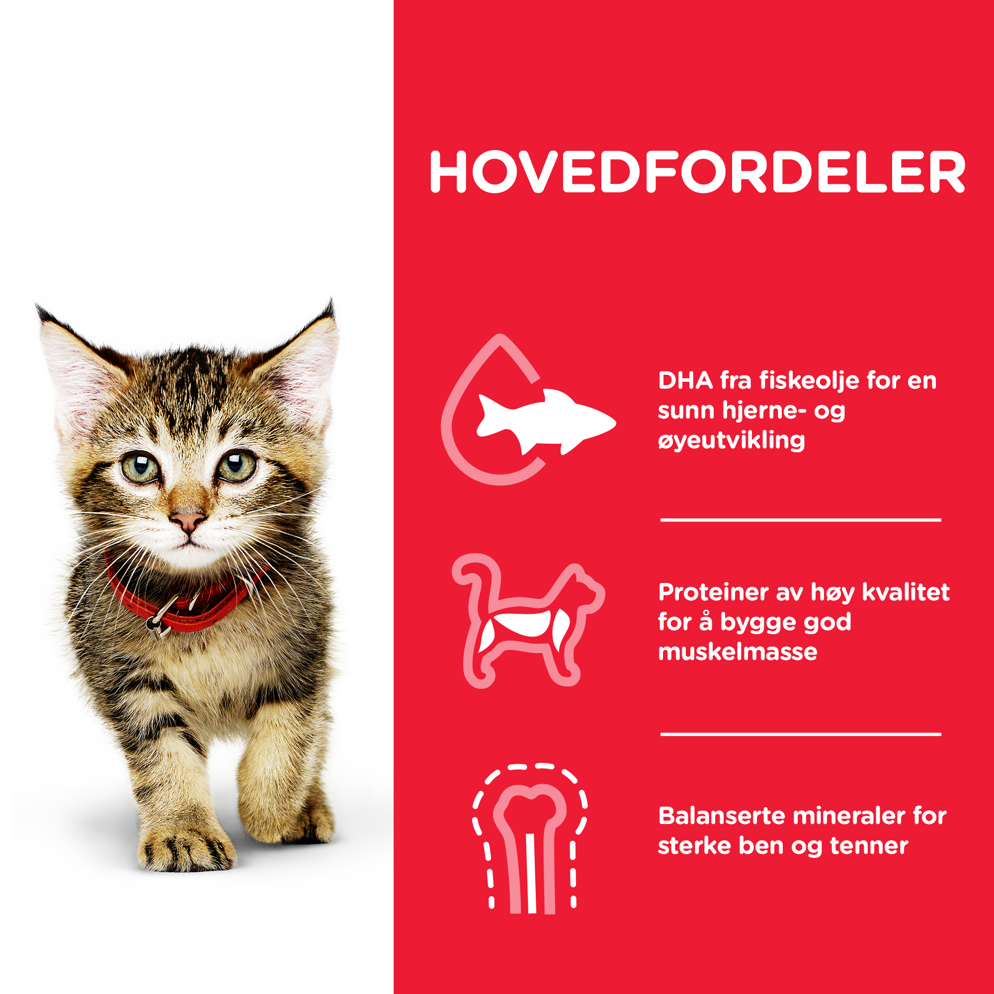 SP Kitten chicken 1,5 kg