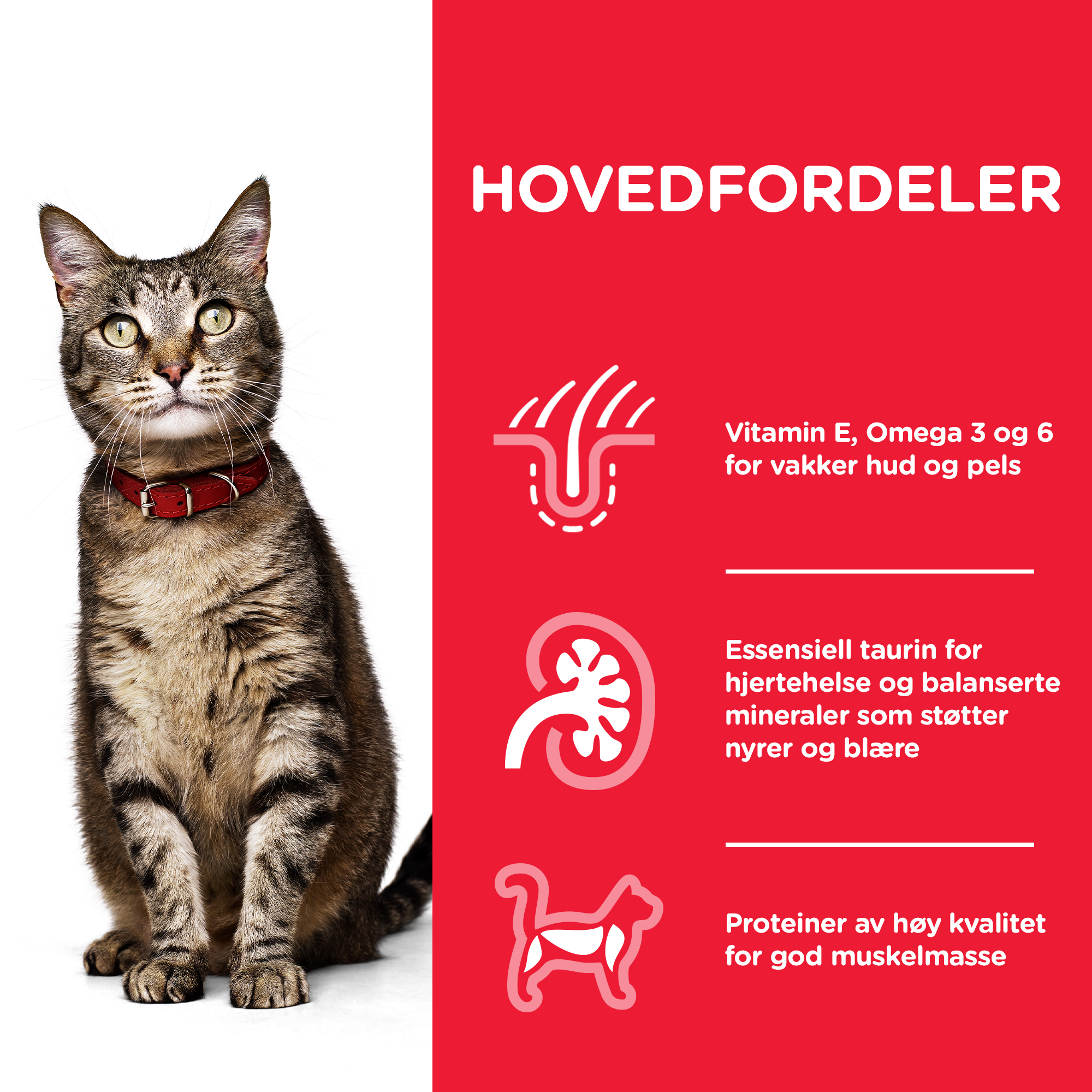 SP Adult lamb 1,5 kg