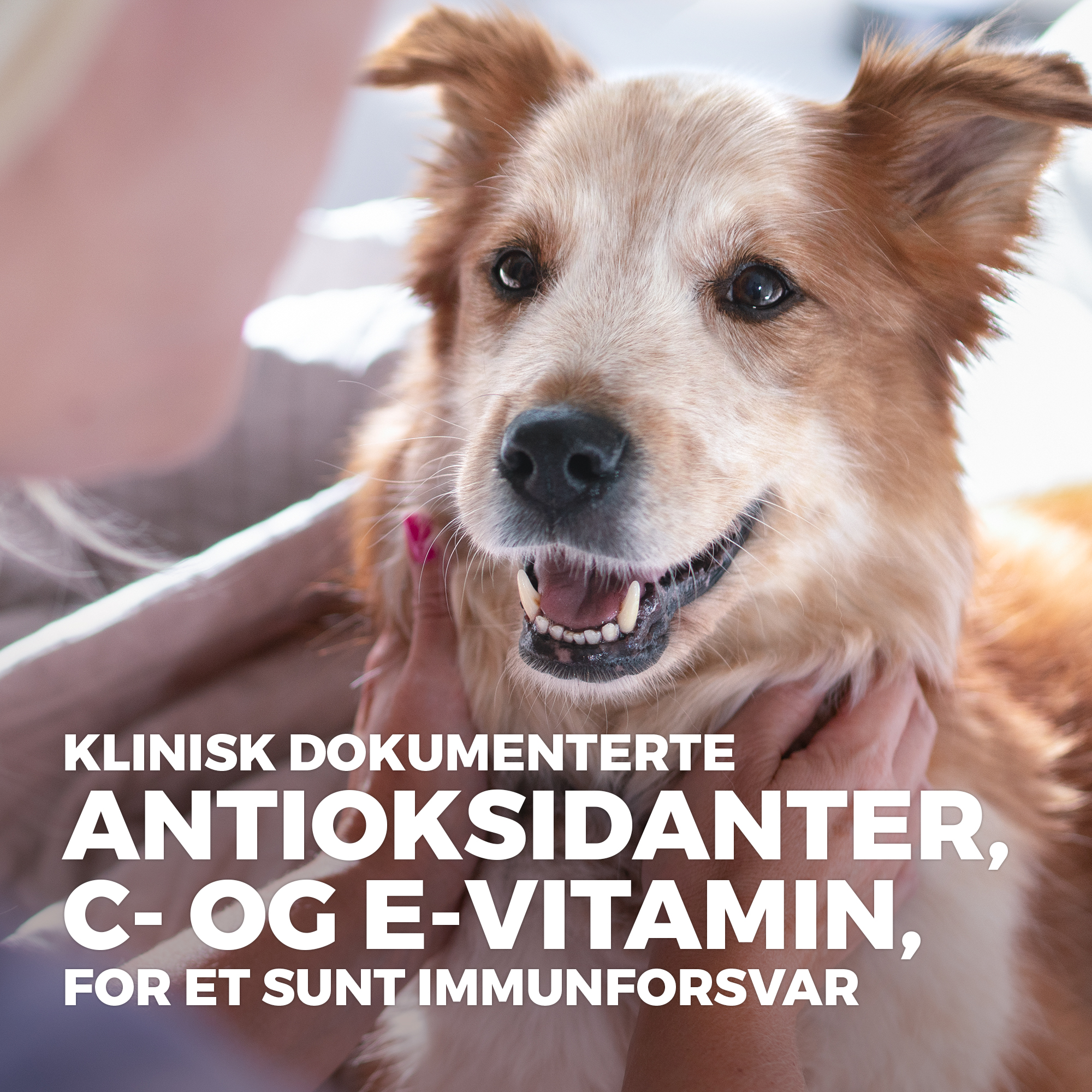 SP Canine Adult Healthy Mobility Small&Mini Chicken 1.5k