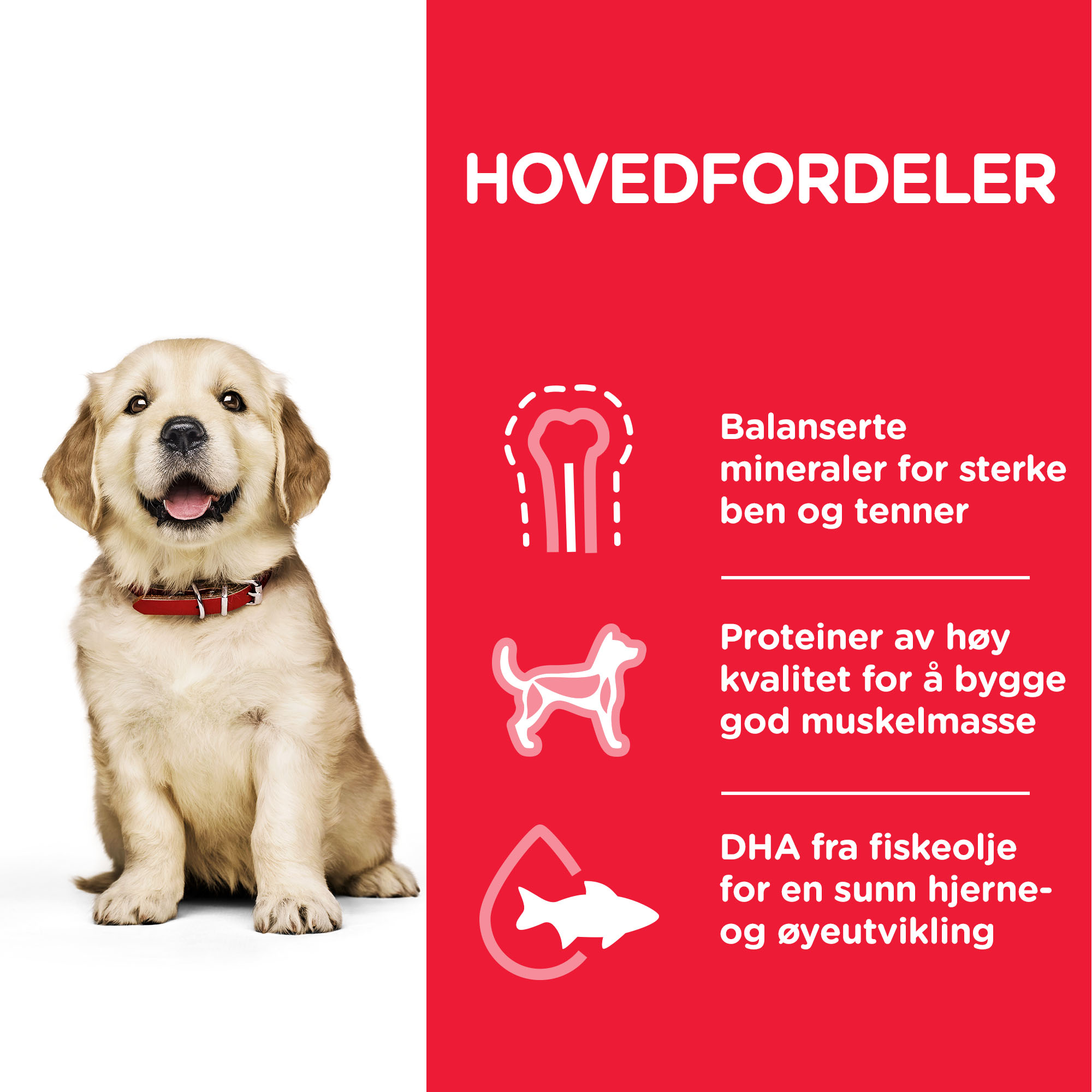 Hill's Large breed Puppy