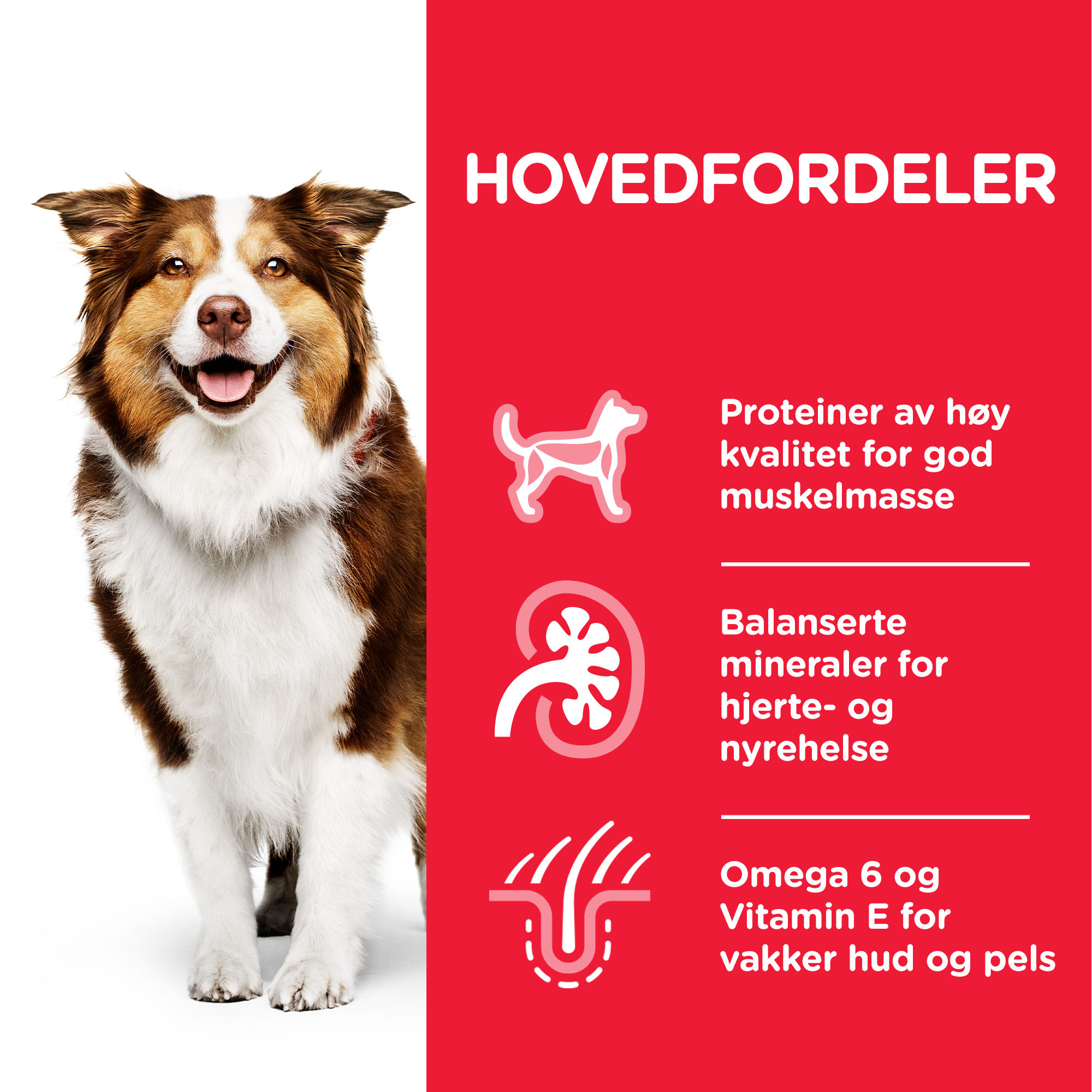 SP Canine Mature Medium Chicken 2.5kg