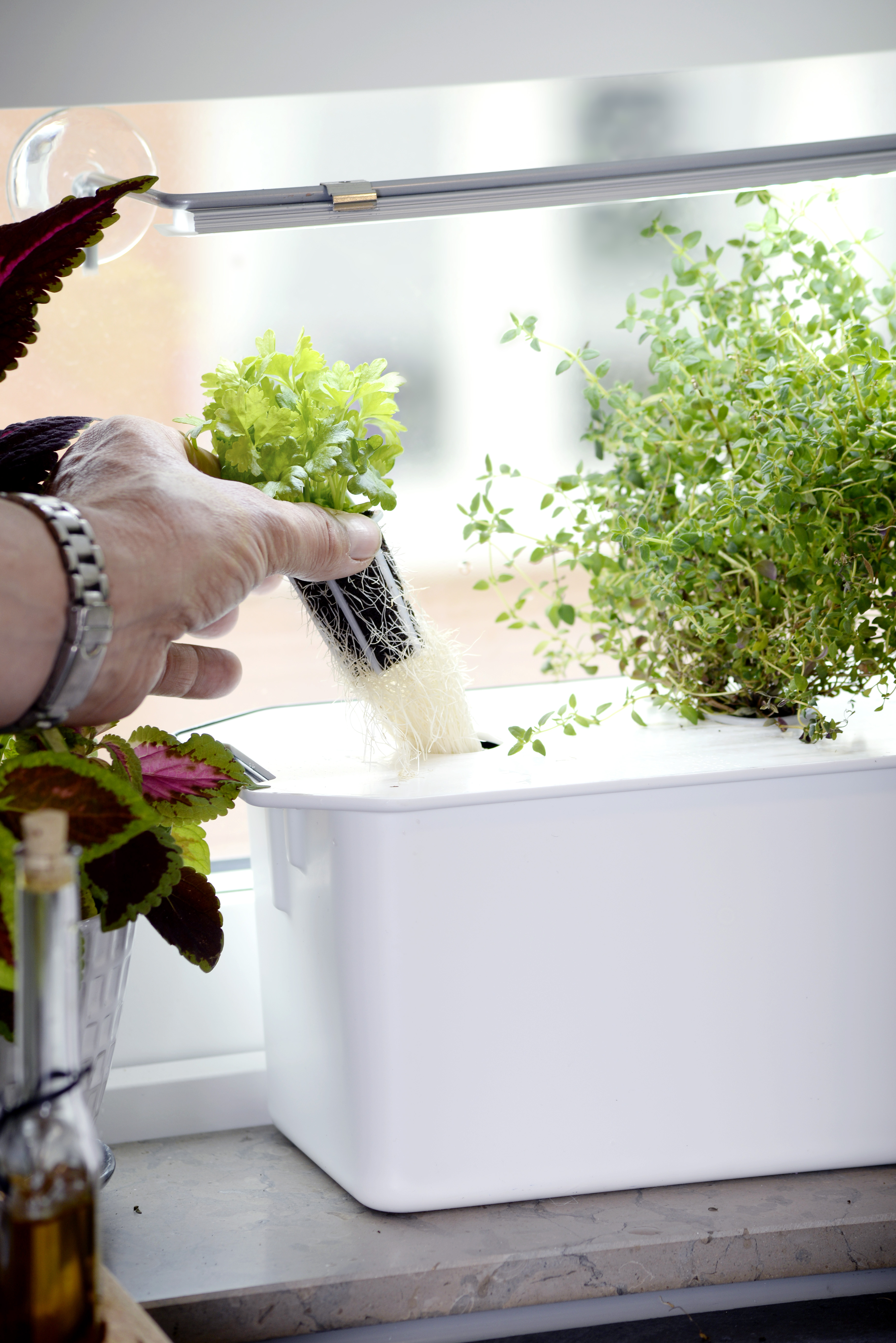 Pluggkorg för hydroponisk odling 6 st