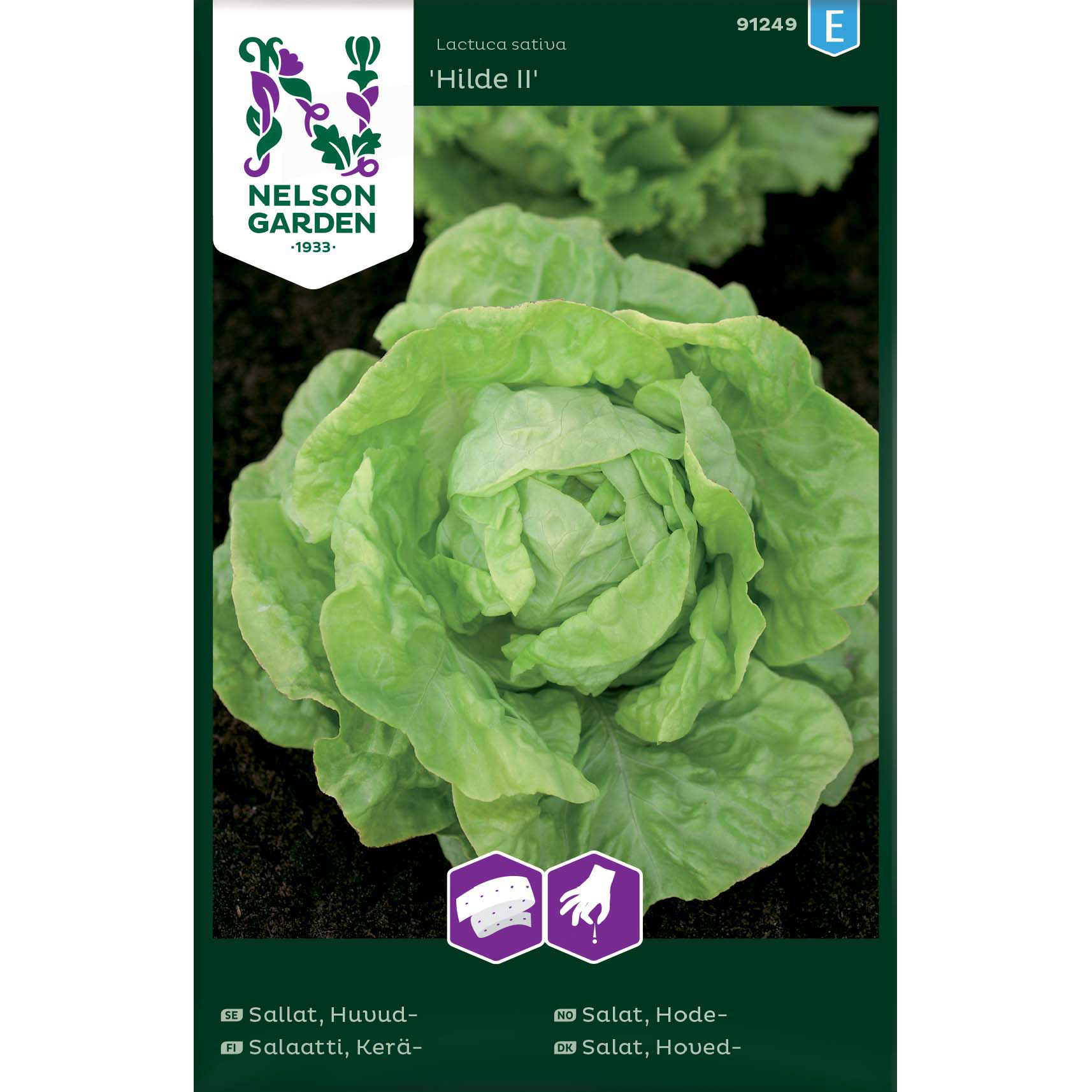 Sallat, Huvud-, Hilde II, Såba