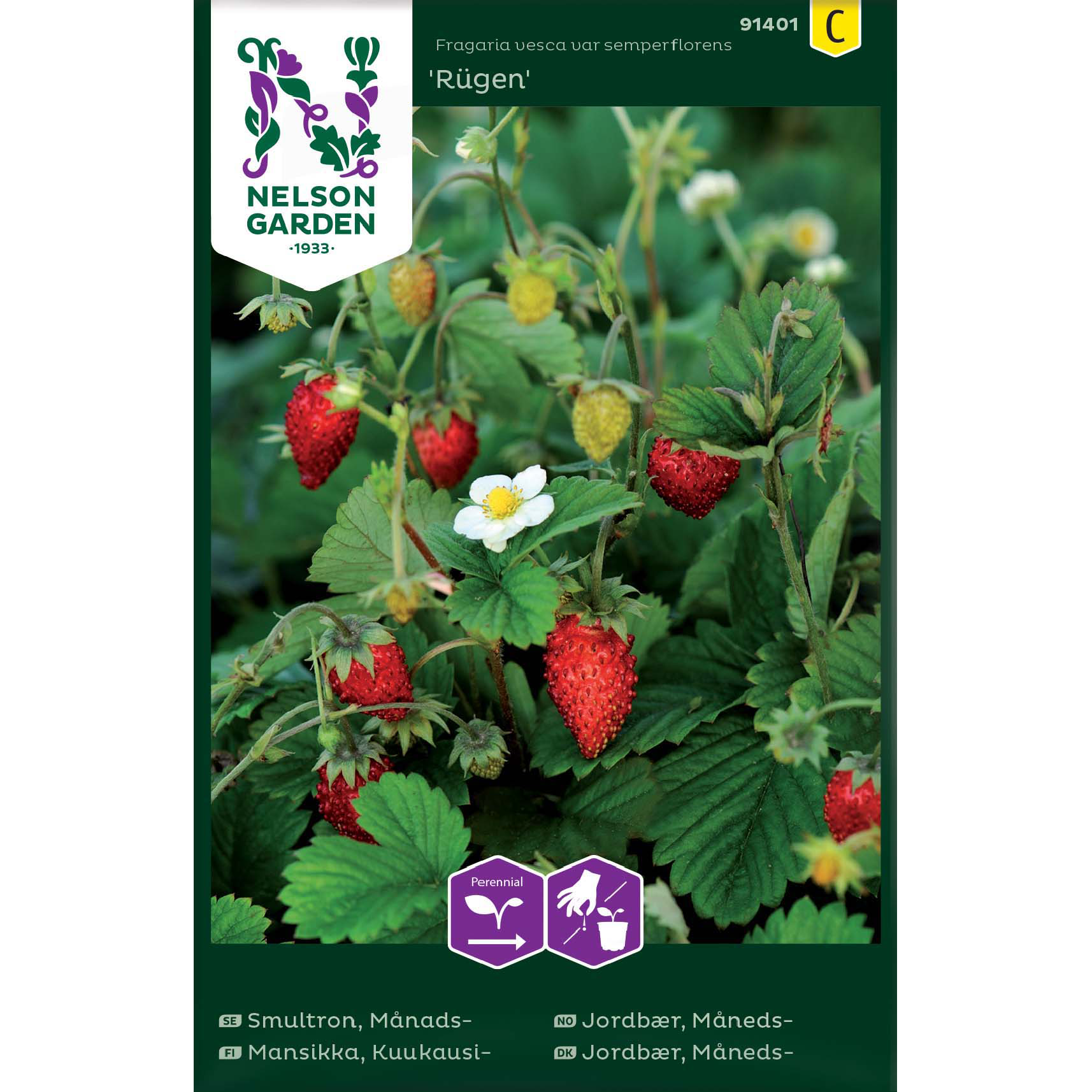 Månedsjordbær 'Rügen'