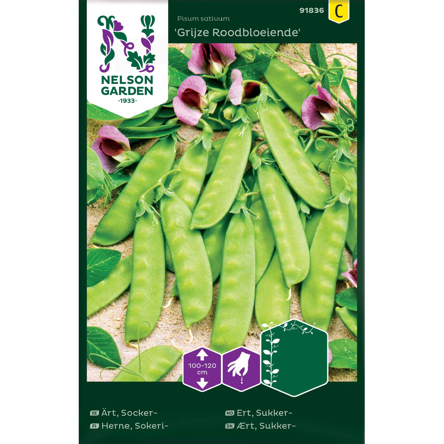 Sockerärt 'Grijze Roodbloeiende'