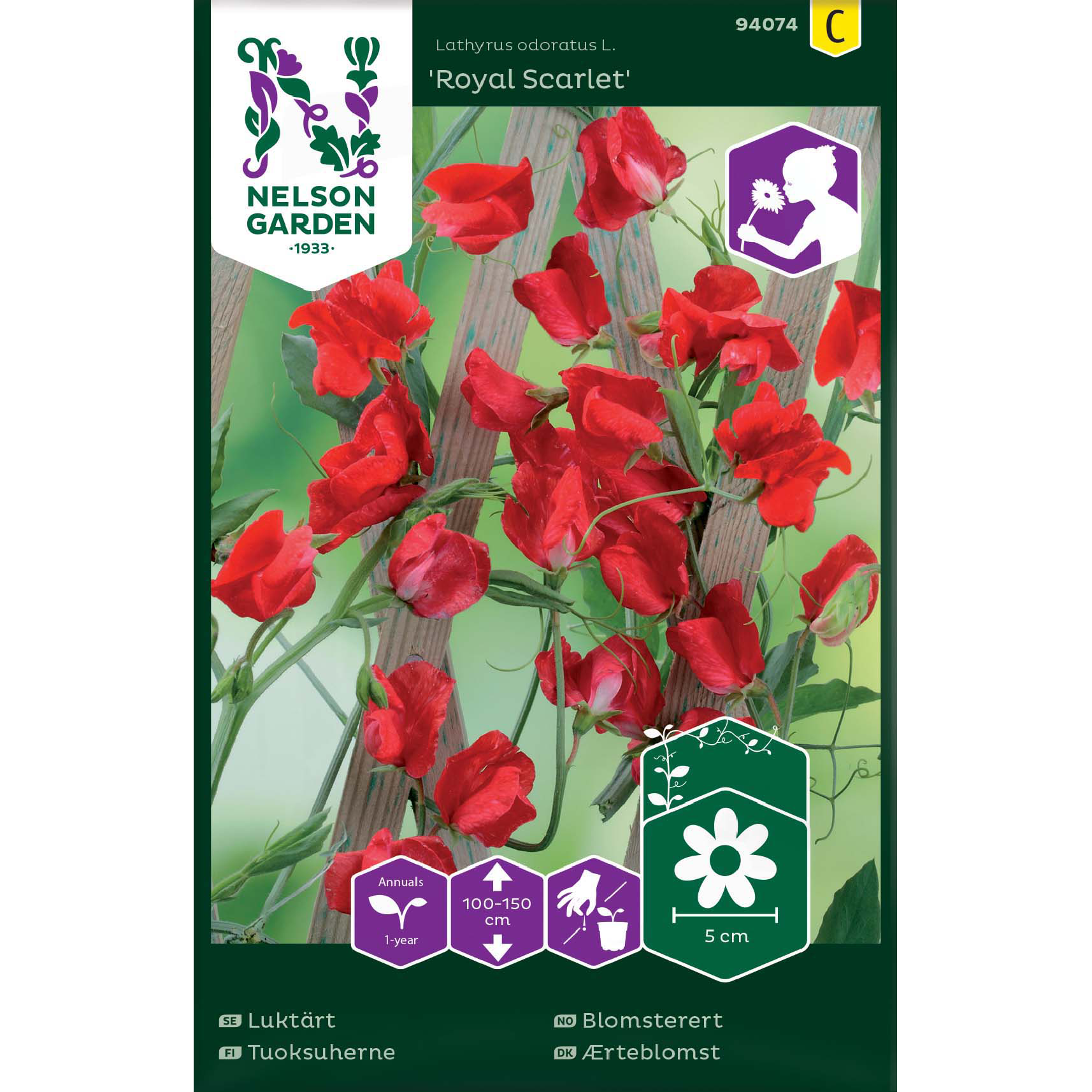 Erteblomst 'Royal Scarlet'