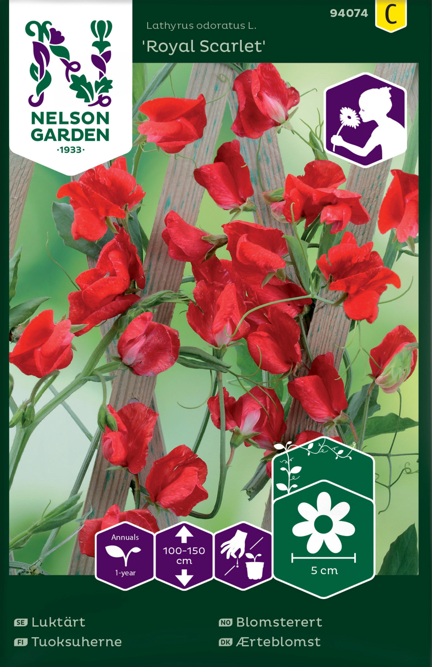 Erteblomst 'Royal Scarlet'