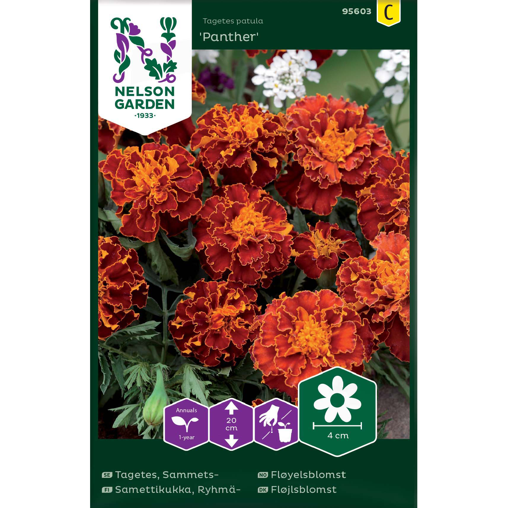 Tagetes, Sammets-, Panther