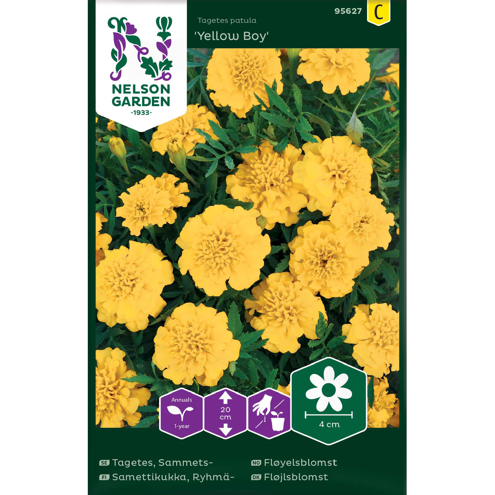 Tagetes, Sammets-, Yellow Boy