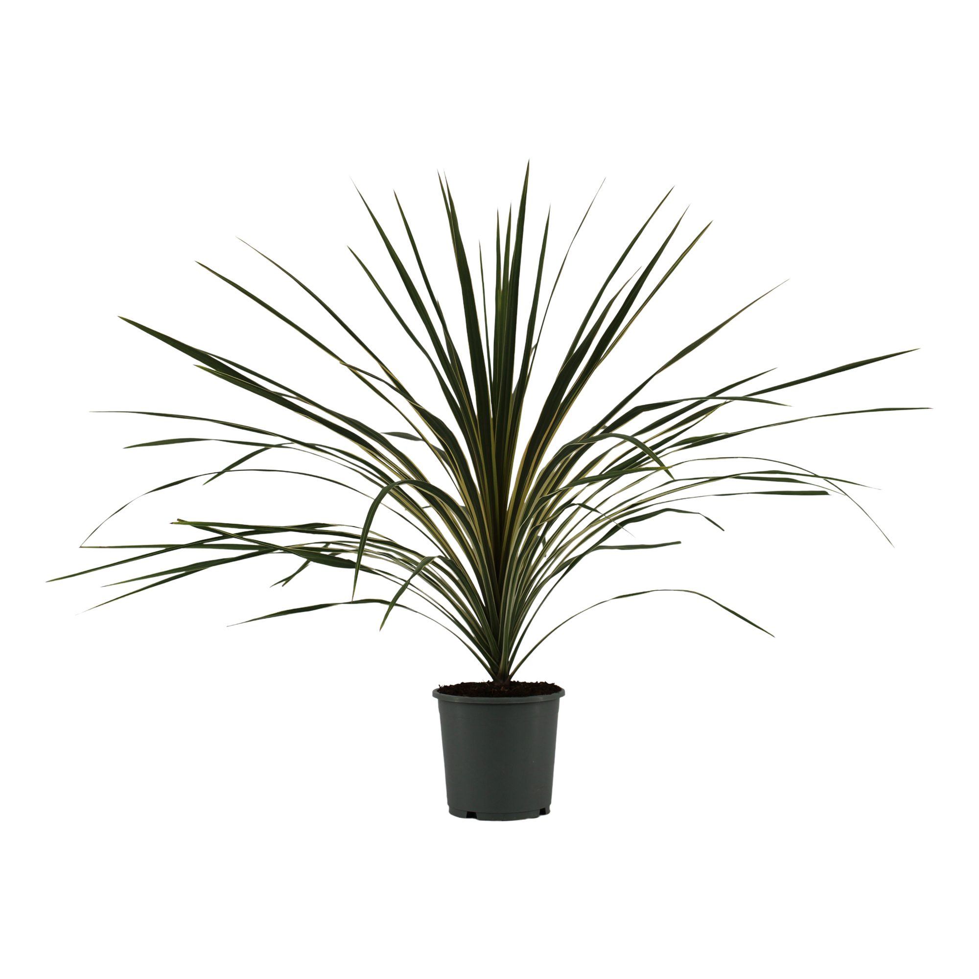 Australdrakelilje 'Variegata'