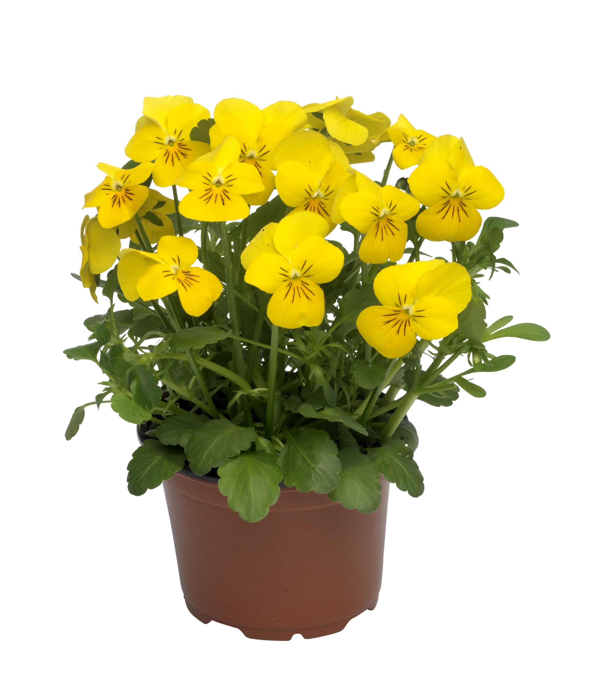 Viola small fl. Yellow/Orange 12 cm