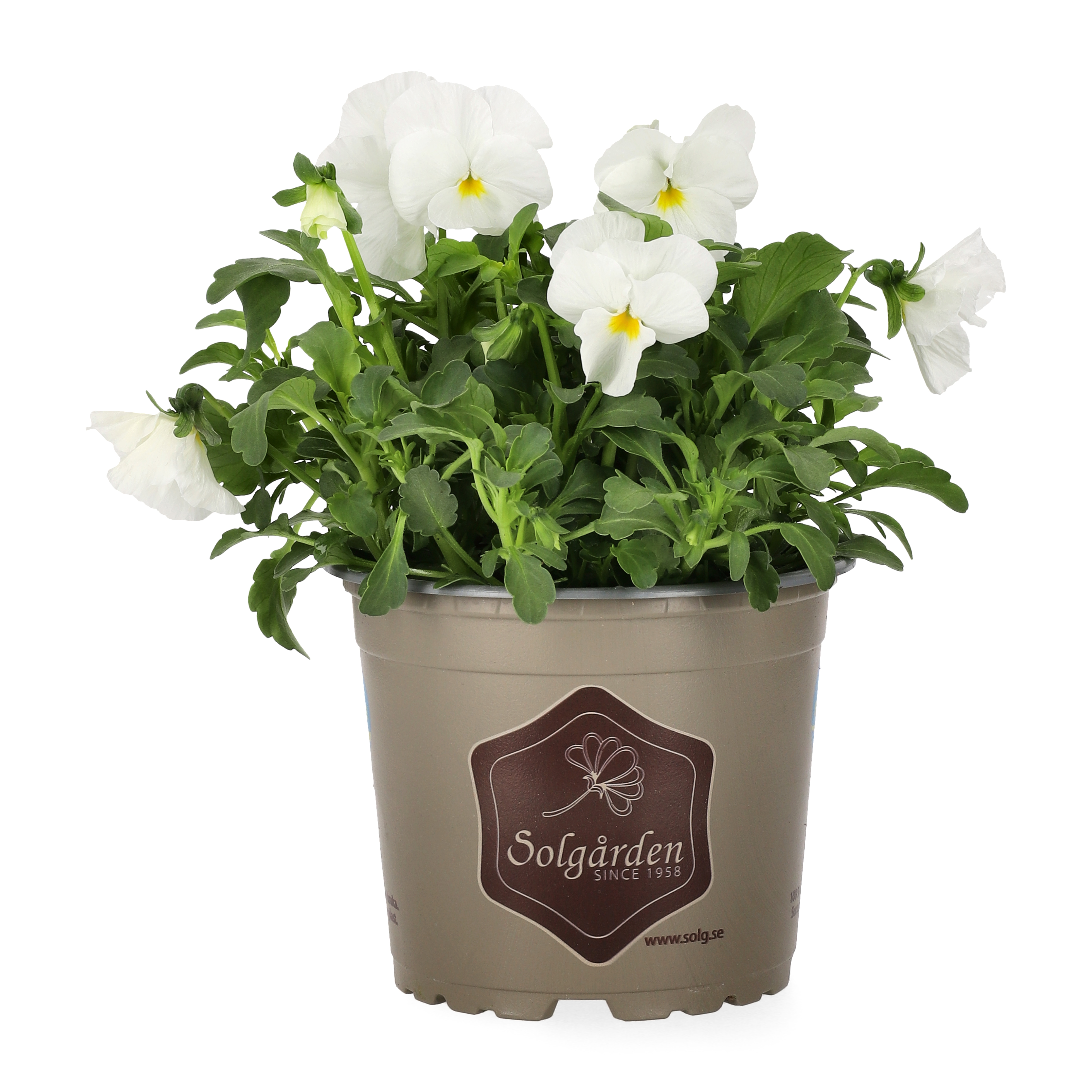 Viola small fl. White 12 cm