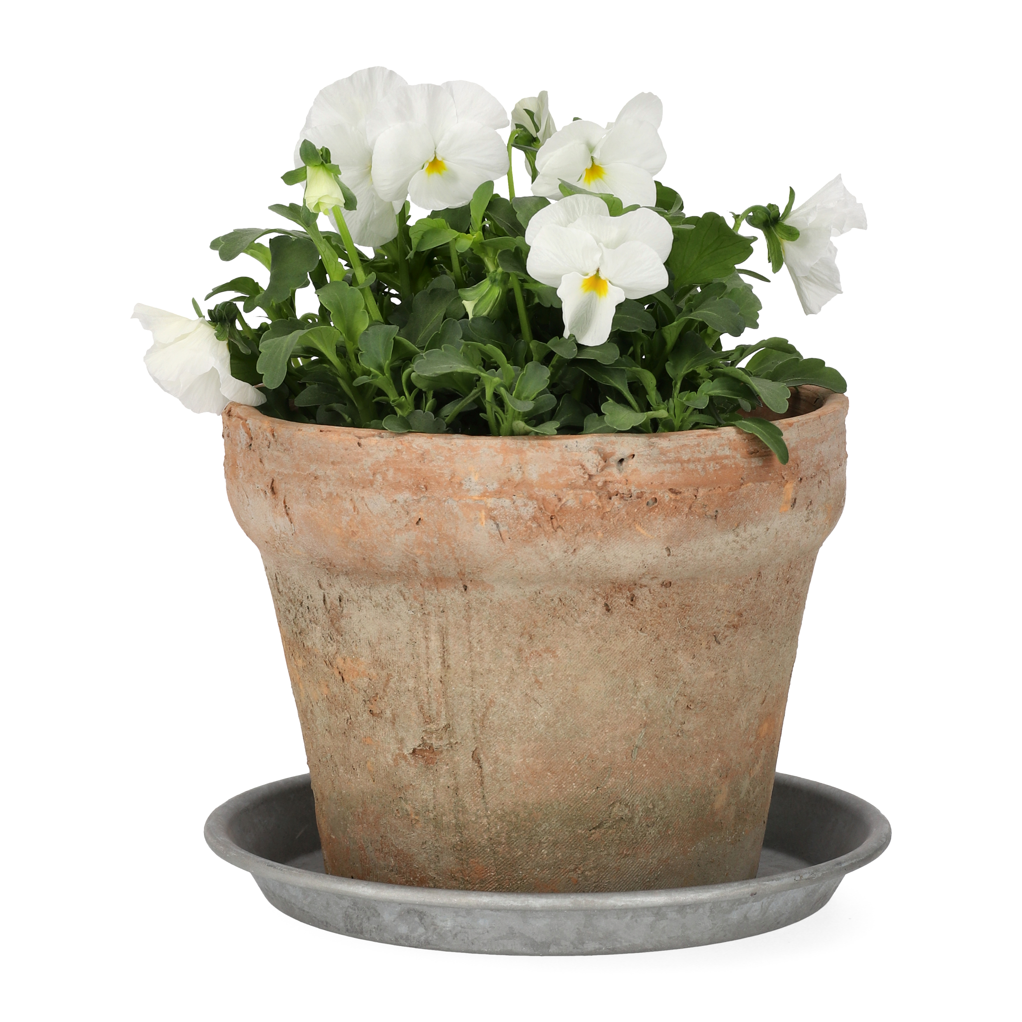 Viola small fl. White 12 cm