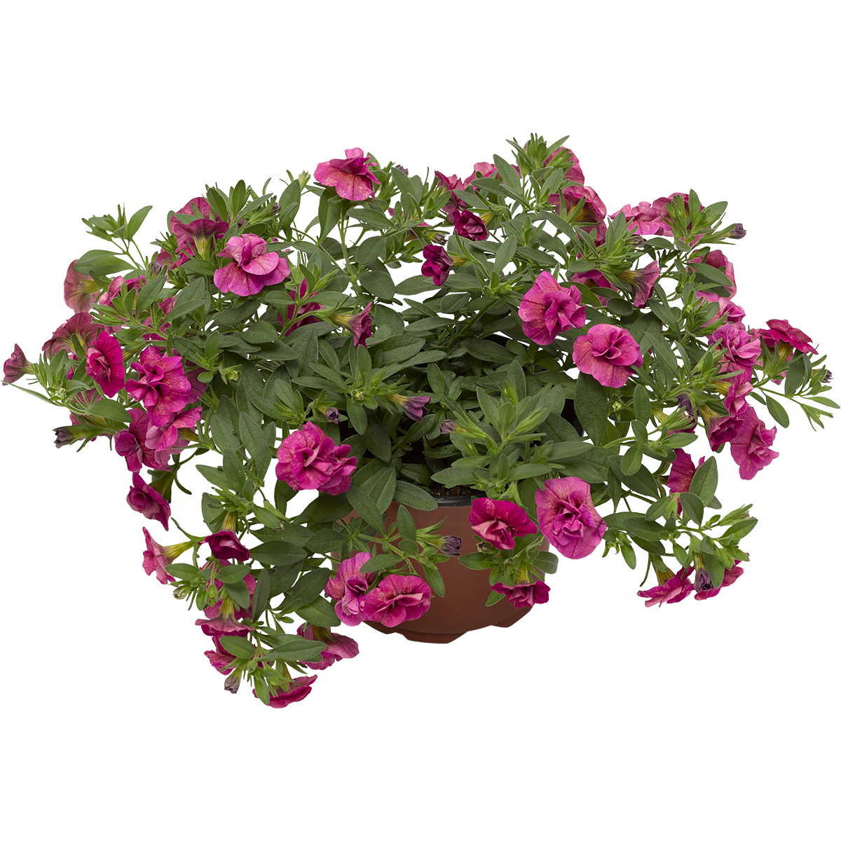Småpetunia fylldblommig