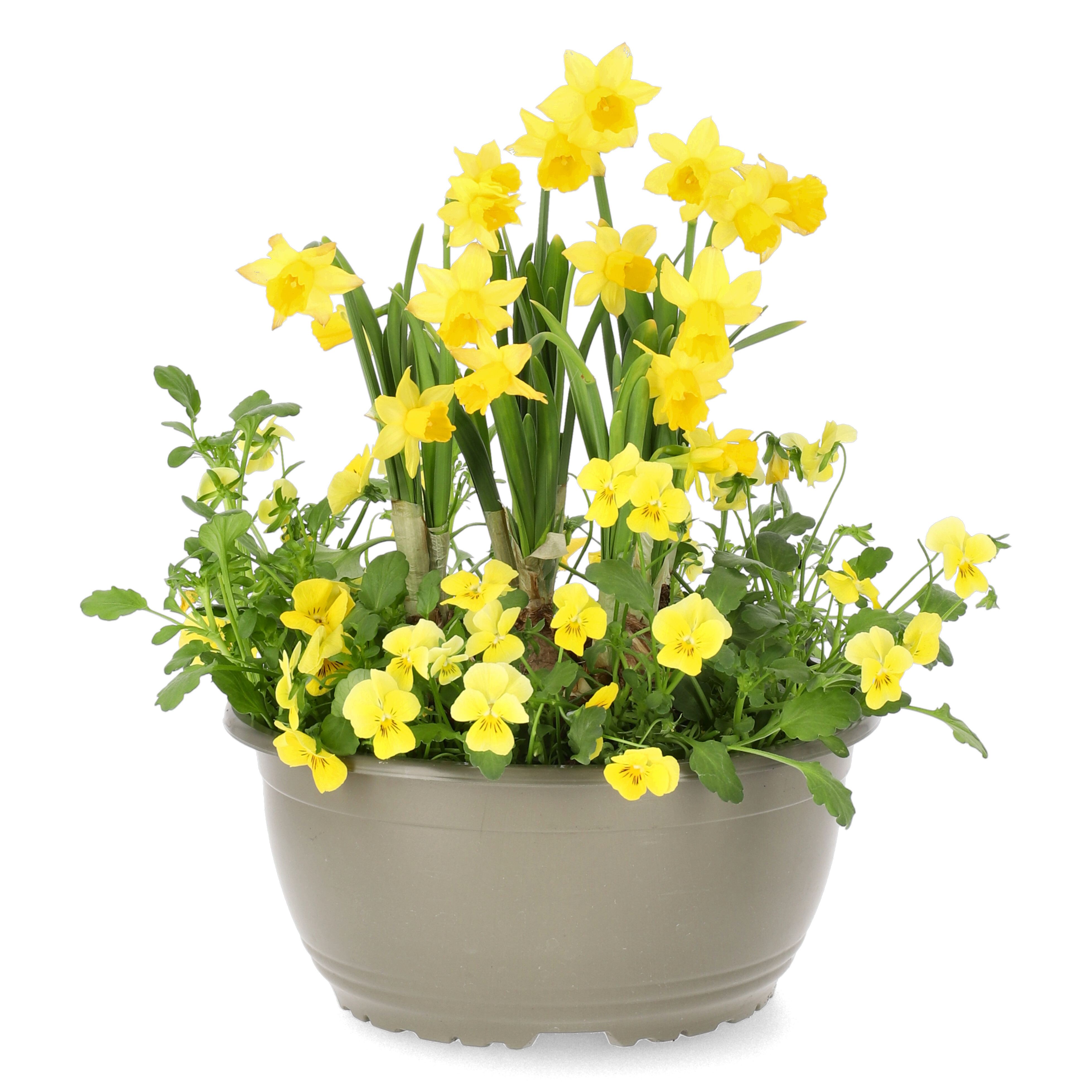 Stemorsblomst og påskelilje i skål