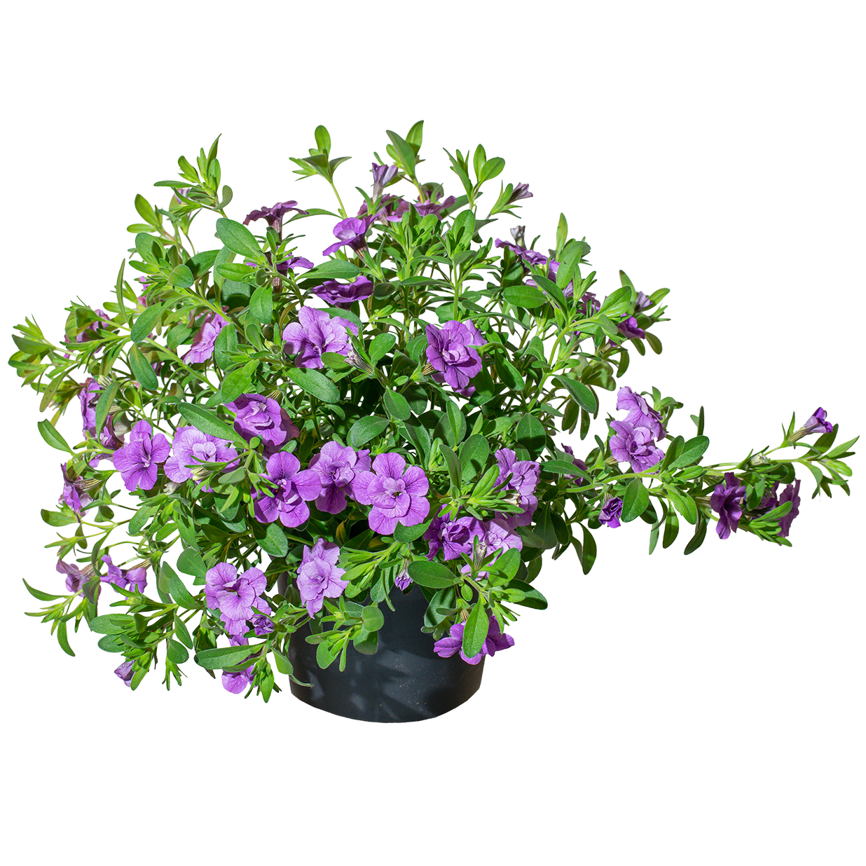 Småpetunia fylldblommig