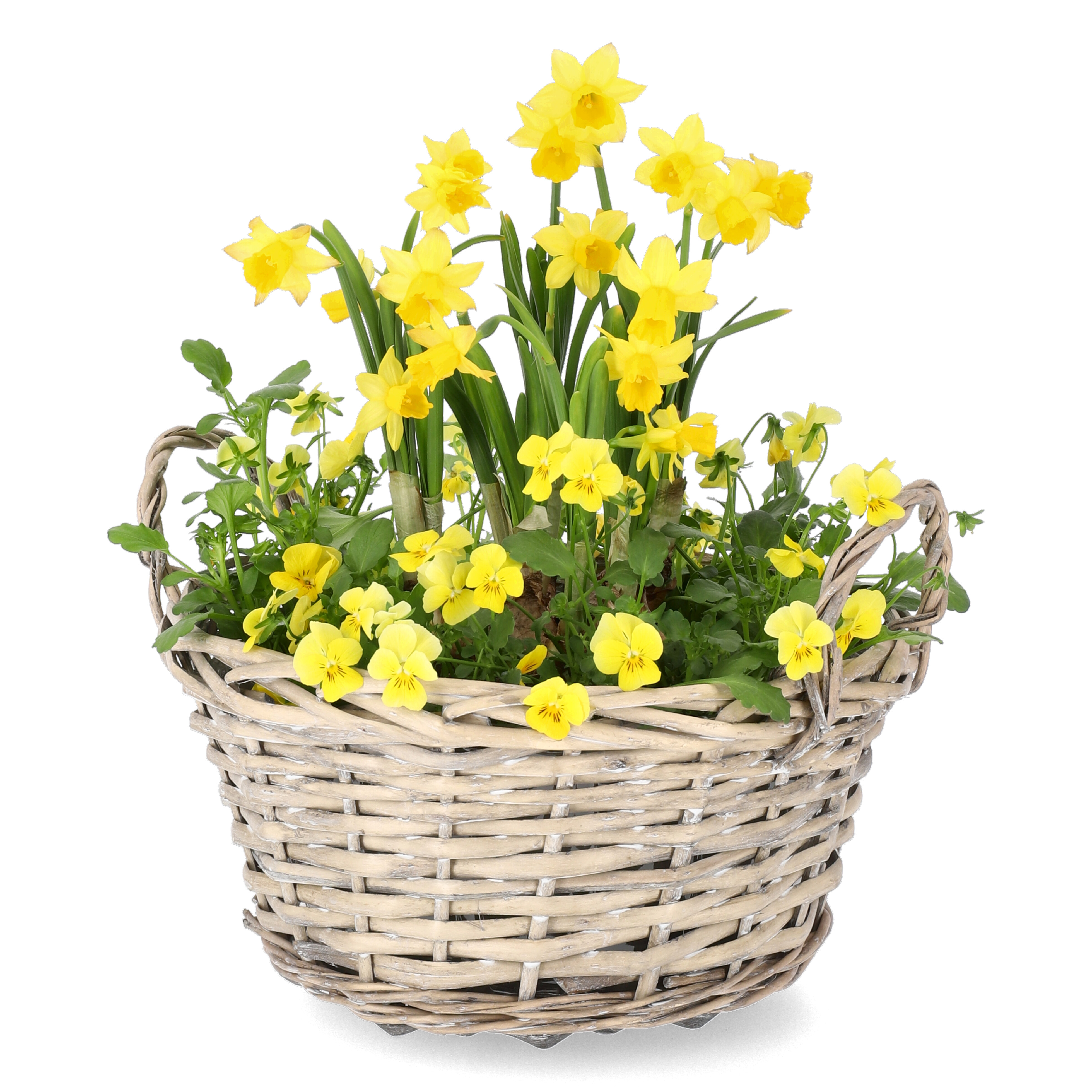 Stemorsblomst og påskelilje i skål