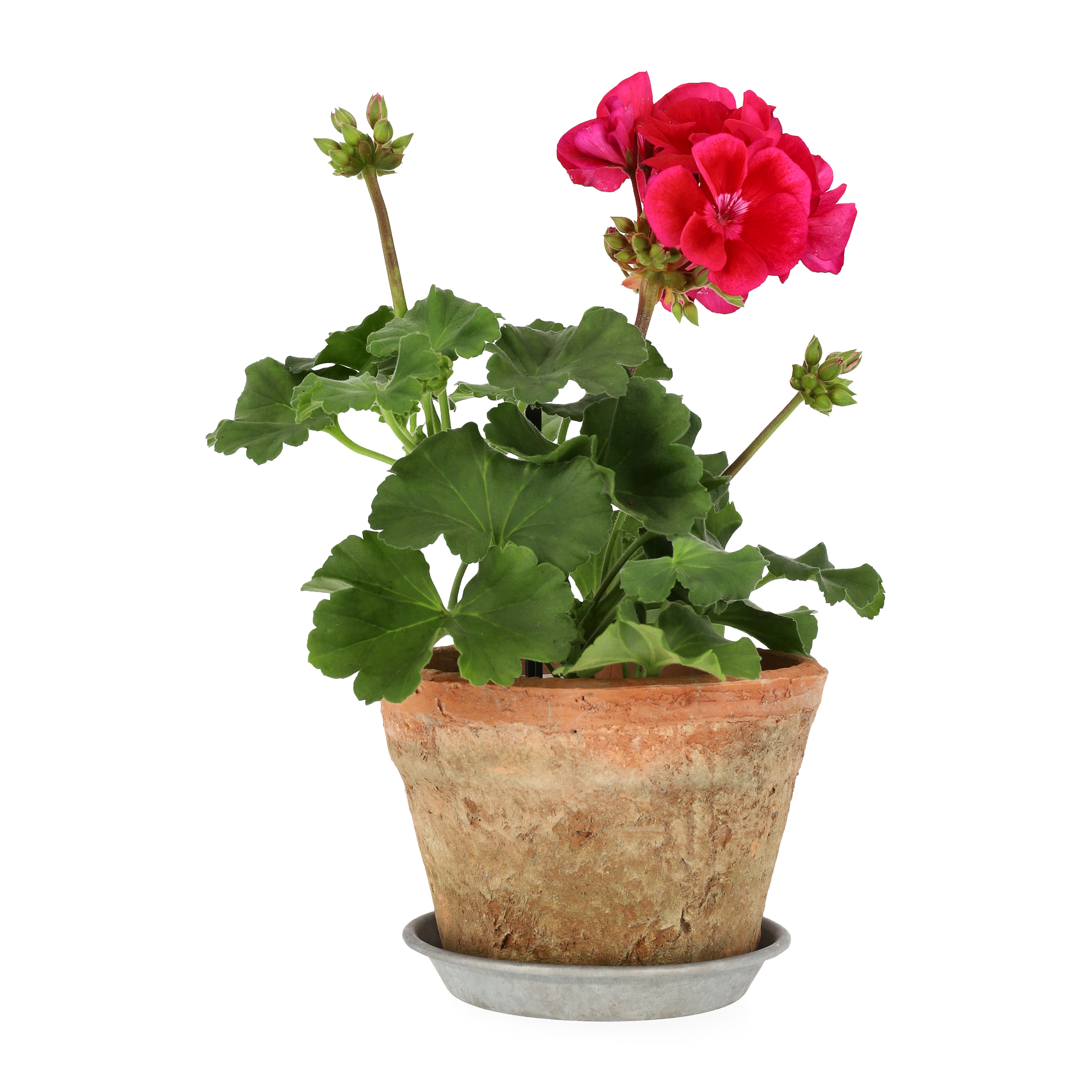 All Nature Zonalpelargon