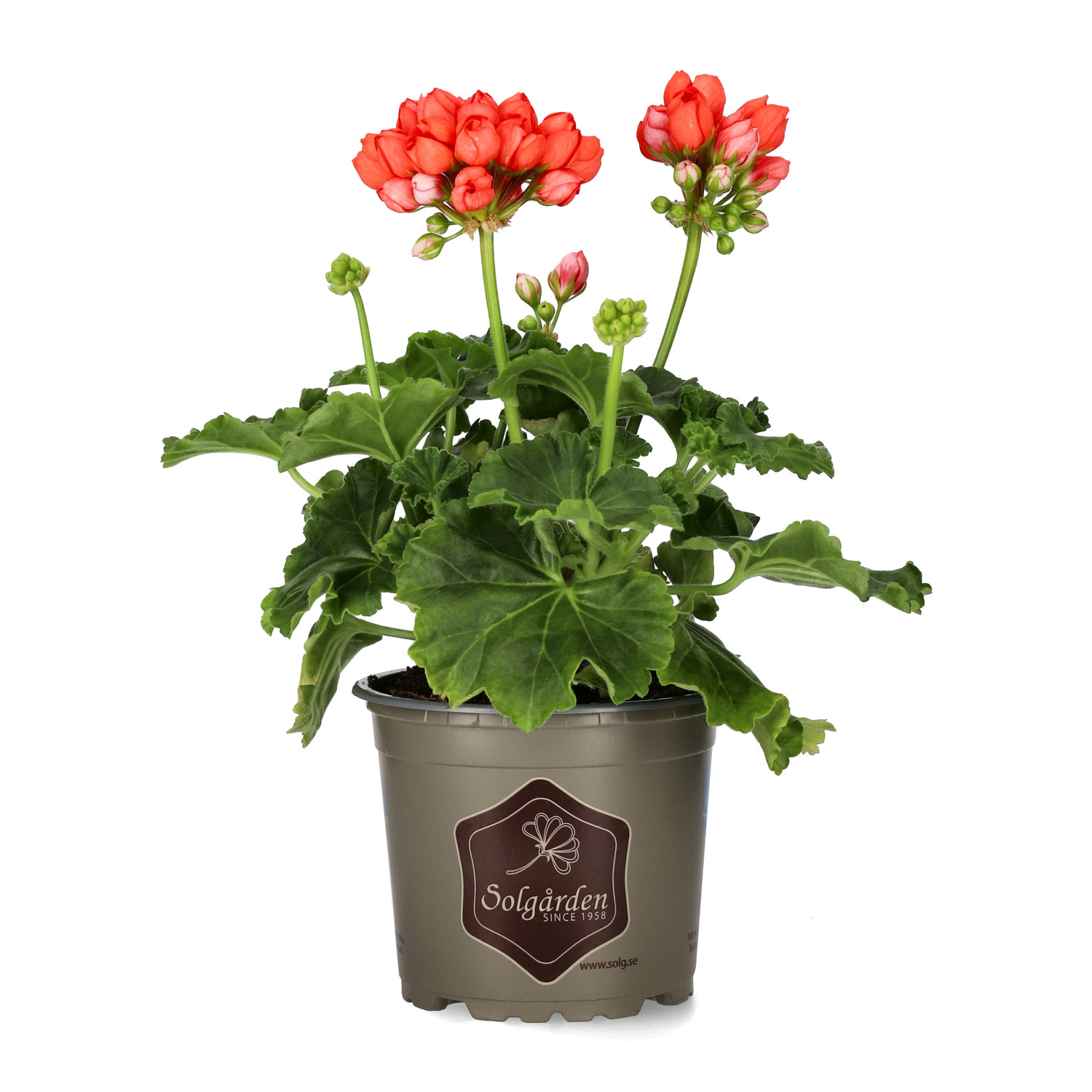 Tulpanpelargon 'Red Pandora'