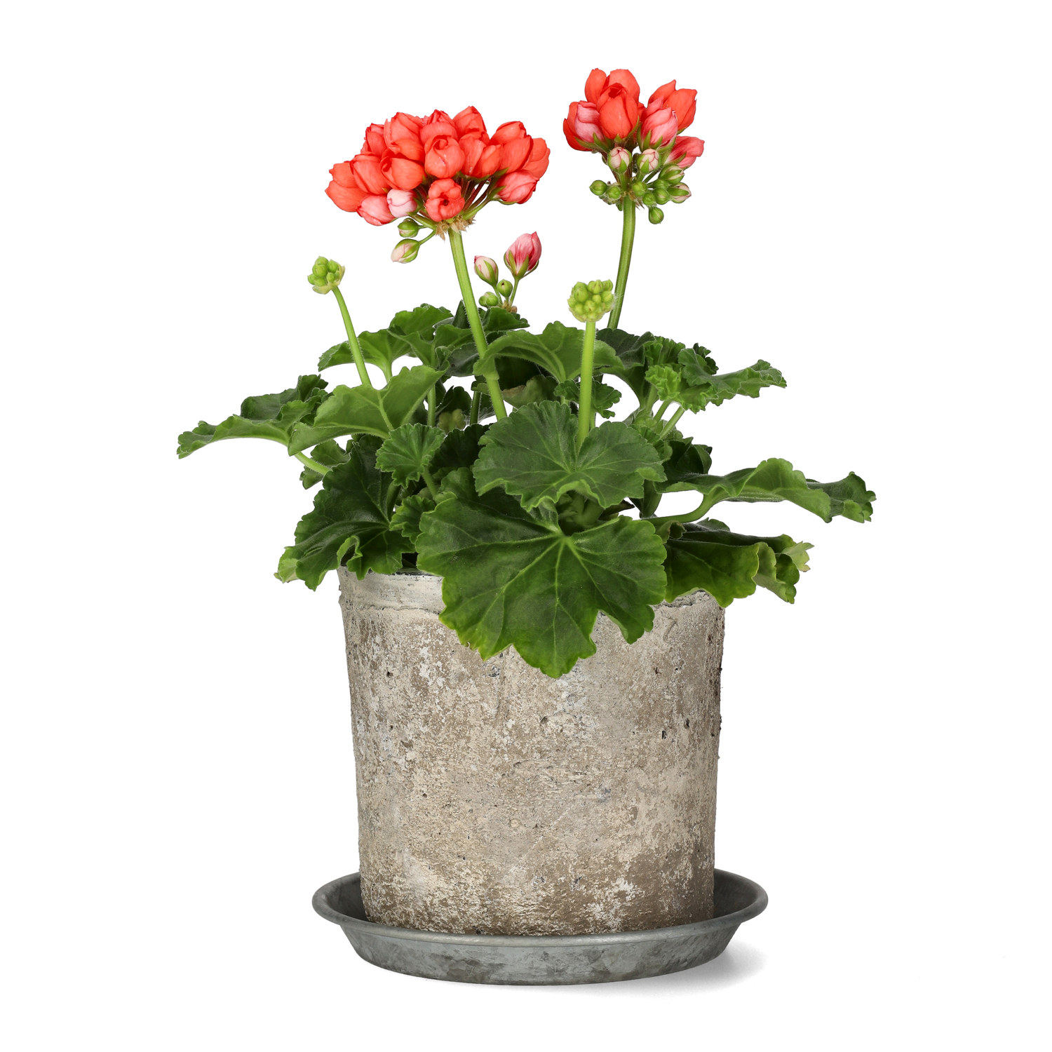 Tulpanpelargon 'Red Pandora'