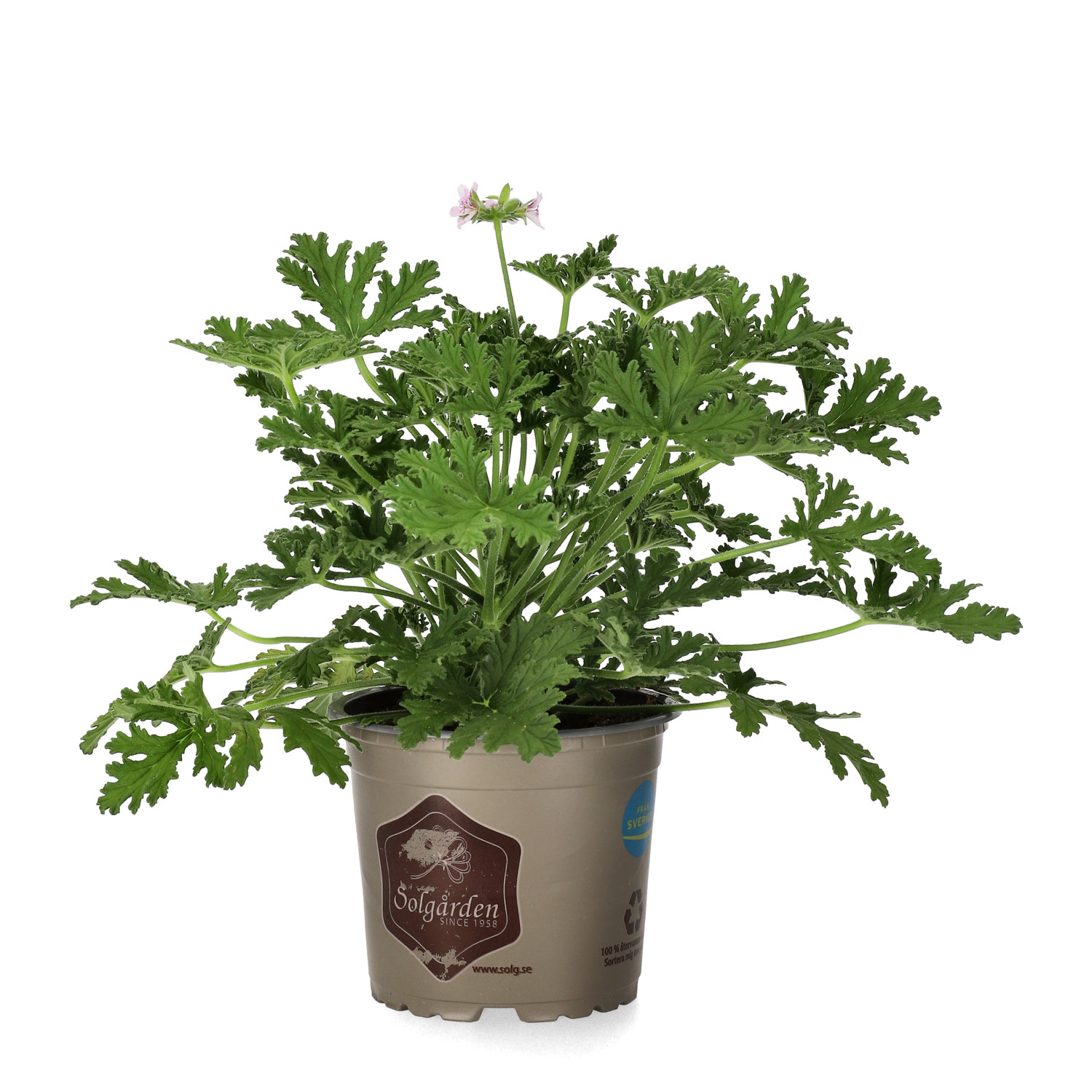 Doftpelargon 'Dr. Westerlund'