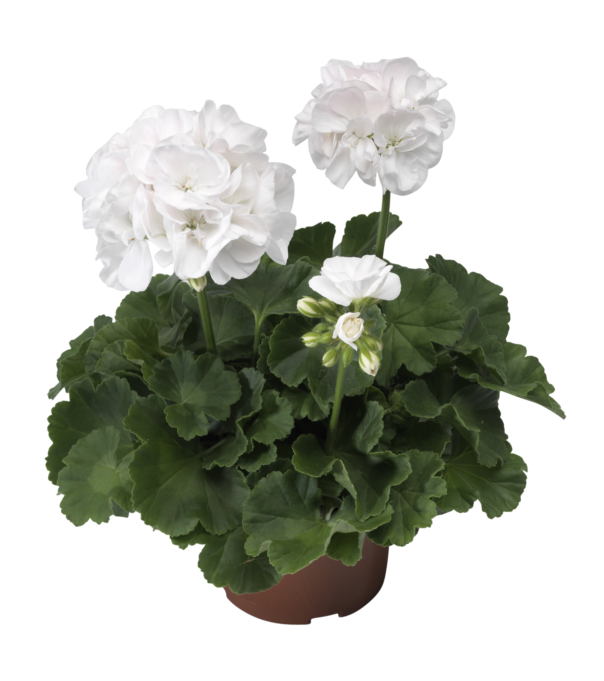 Pel. zonale White 12 cm