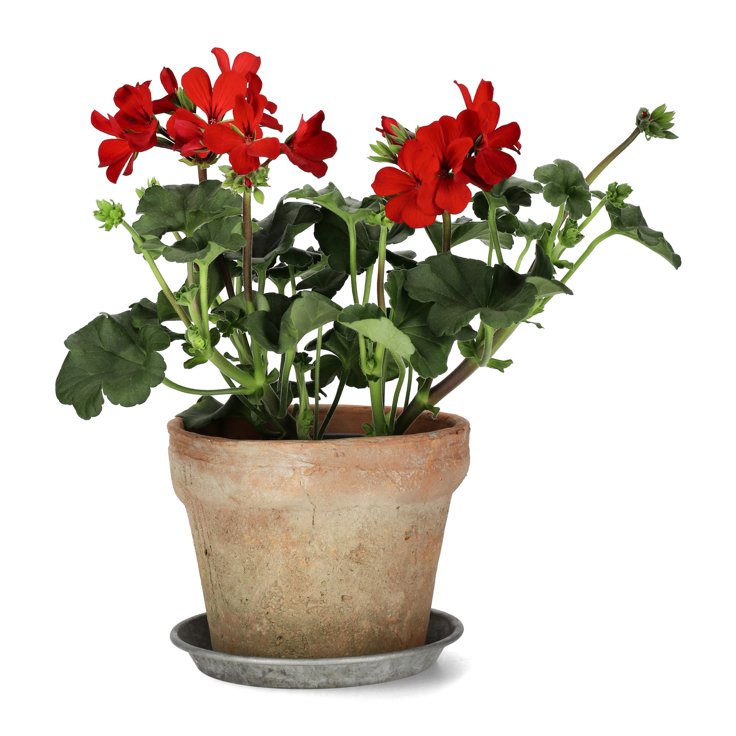 Pel. Calliope Landscape 'Fire' 13 cm