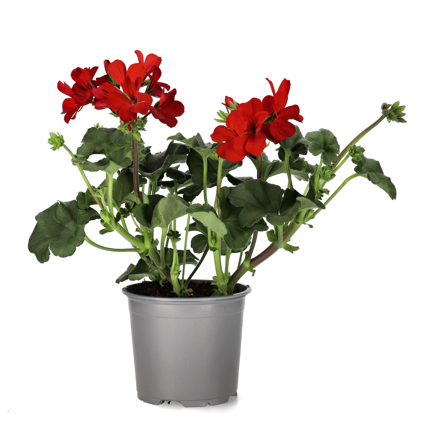 Pel. Calliope Landscape 'Fire' 13 cm