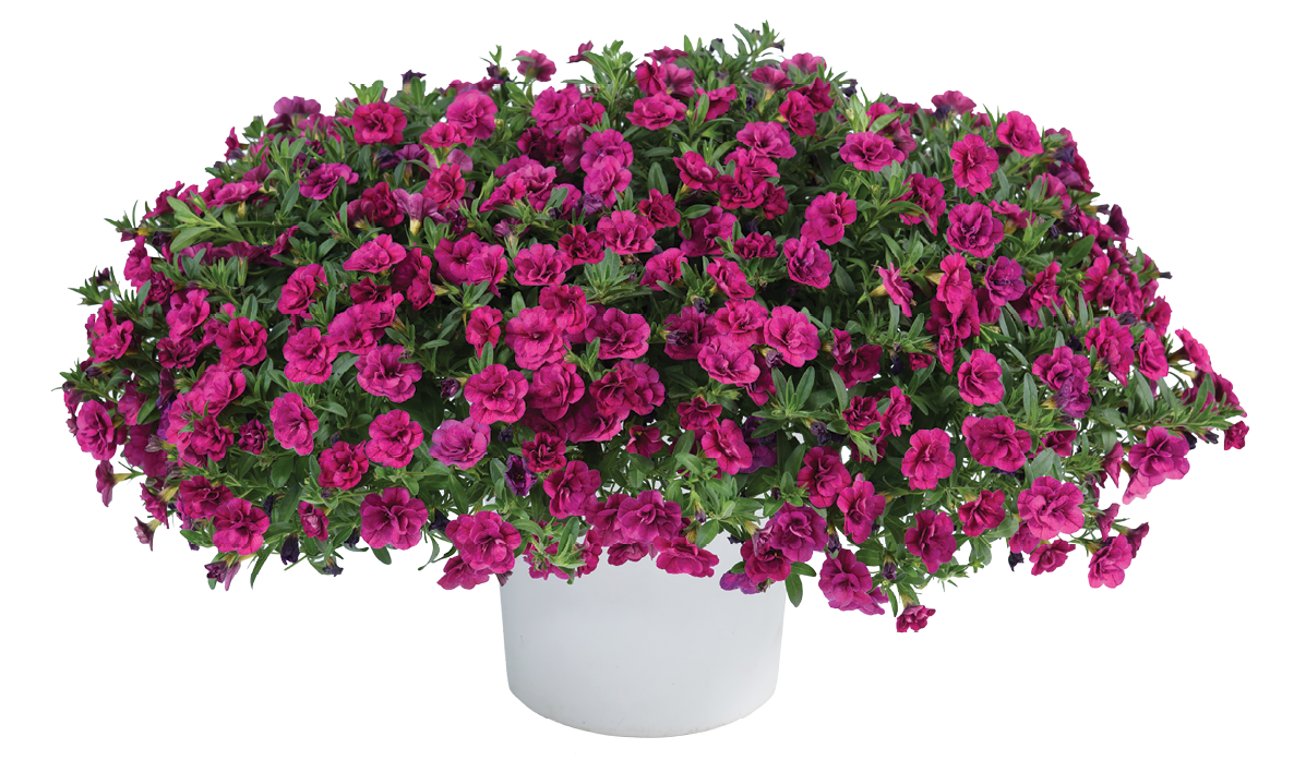 Småpetunia fylldblommig i ampel