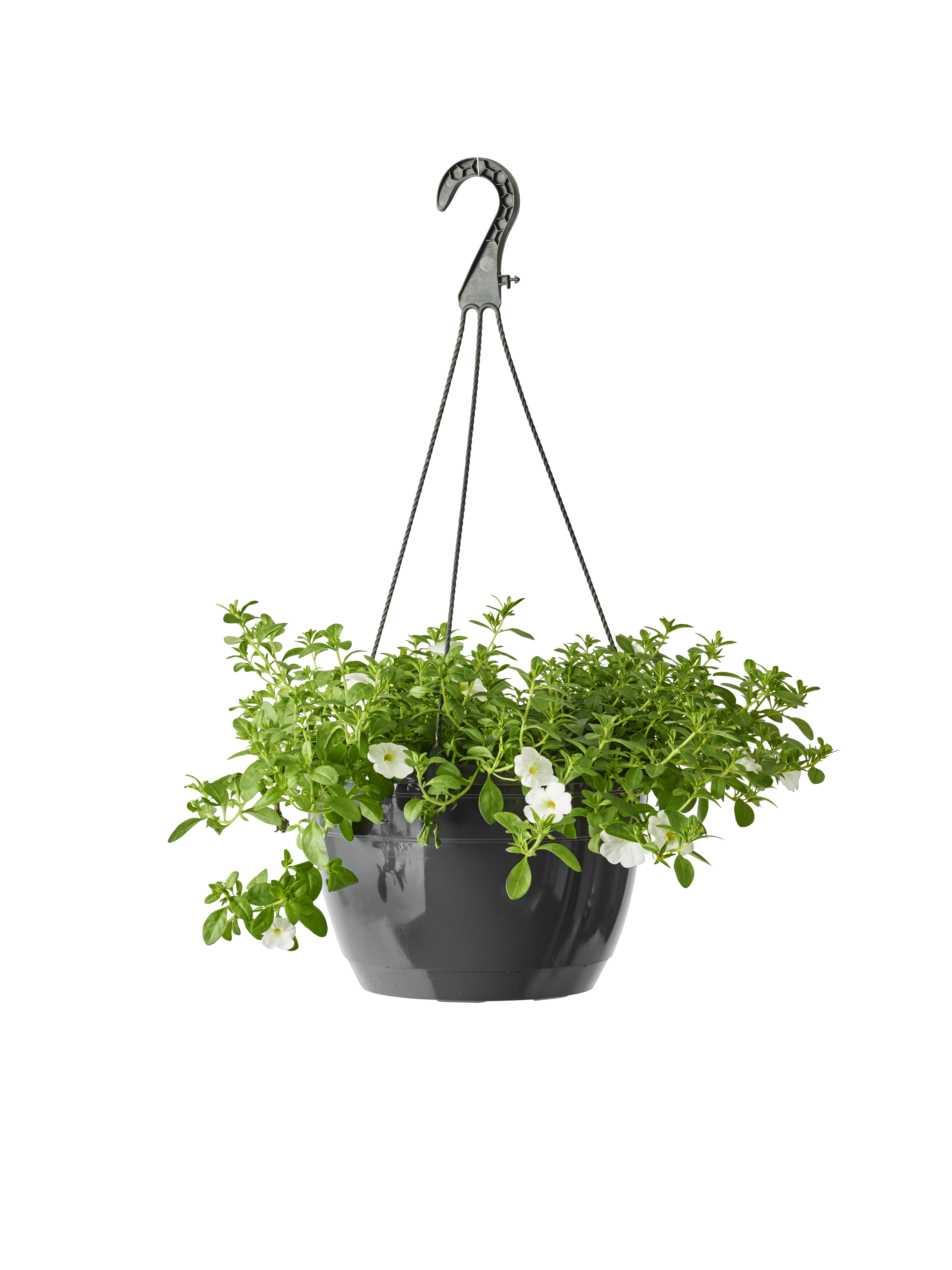 Liten petunia i ampel