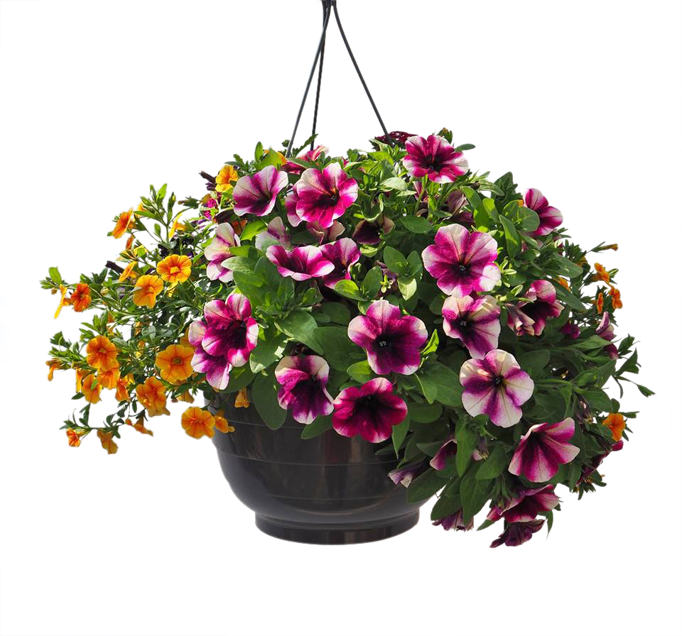 Sommarblommor i ampel