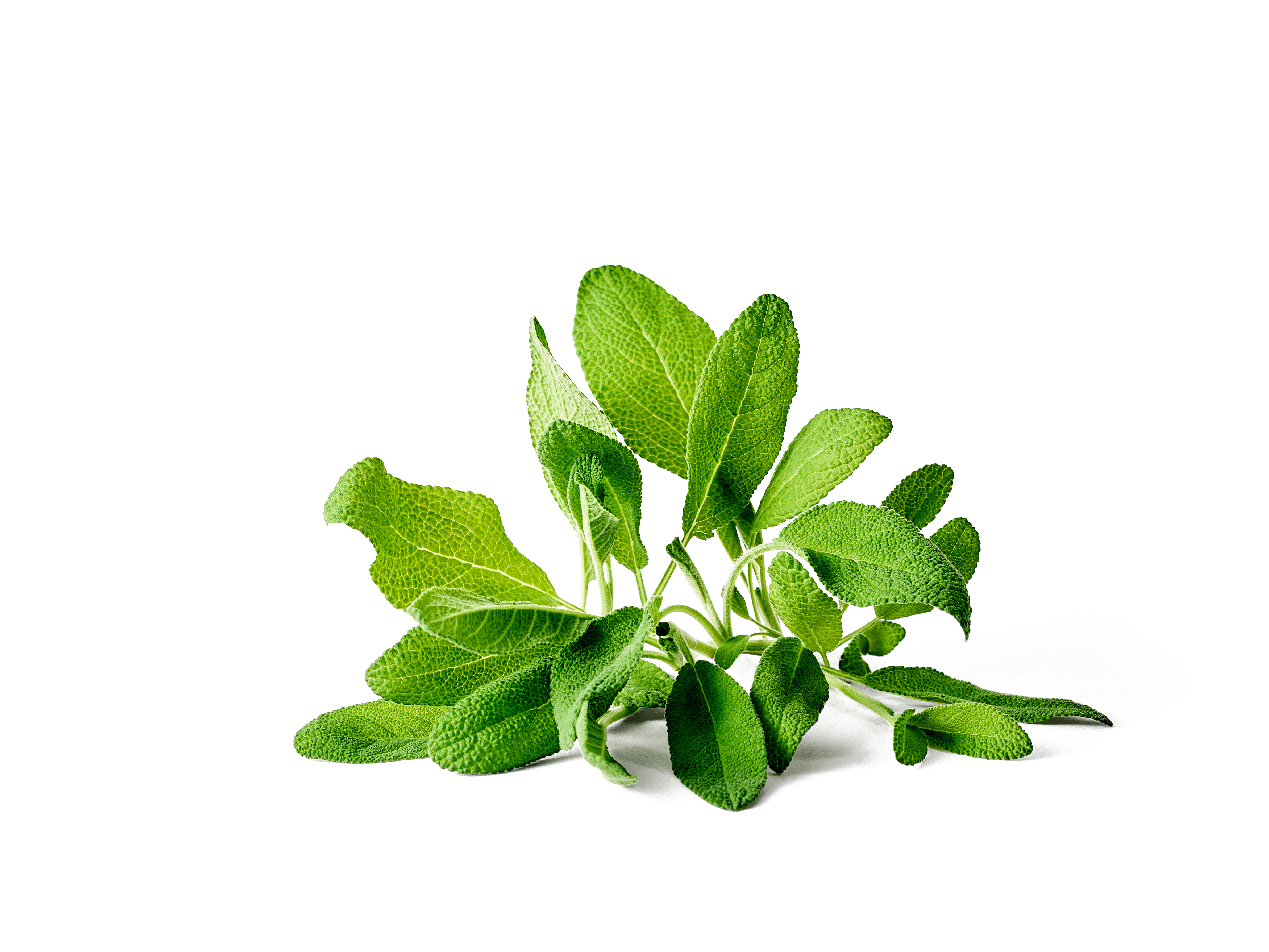 Salvia officinalis KRAV 10,5 cm