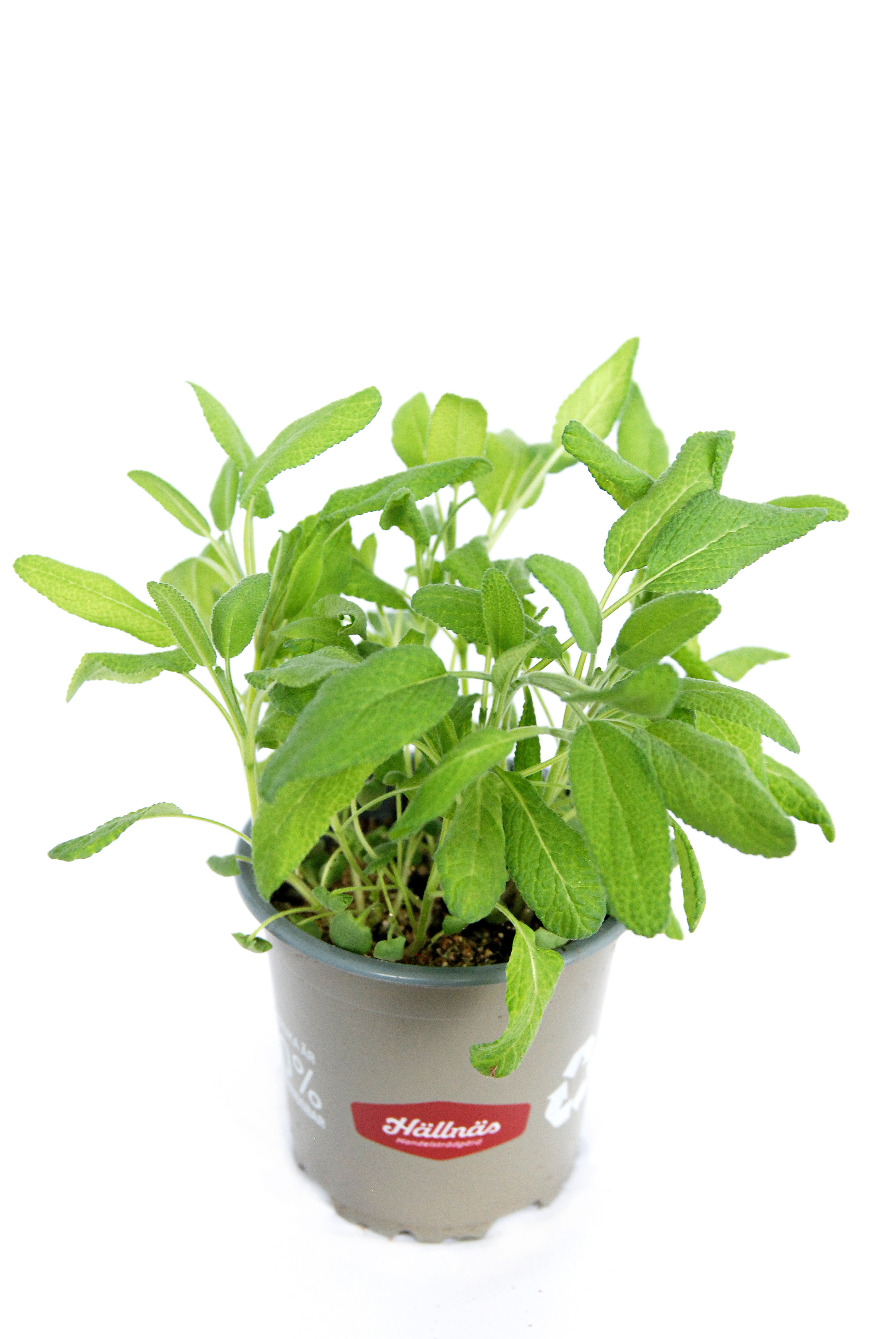 Salvia officinalis KRAV 10,5 cm