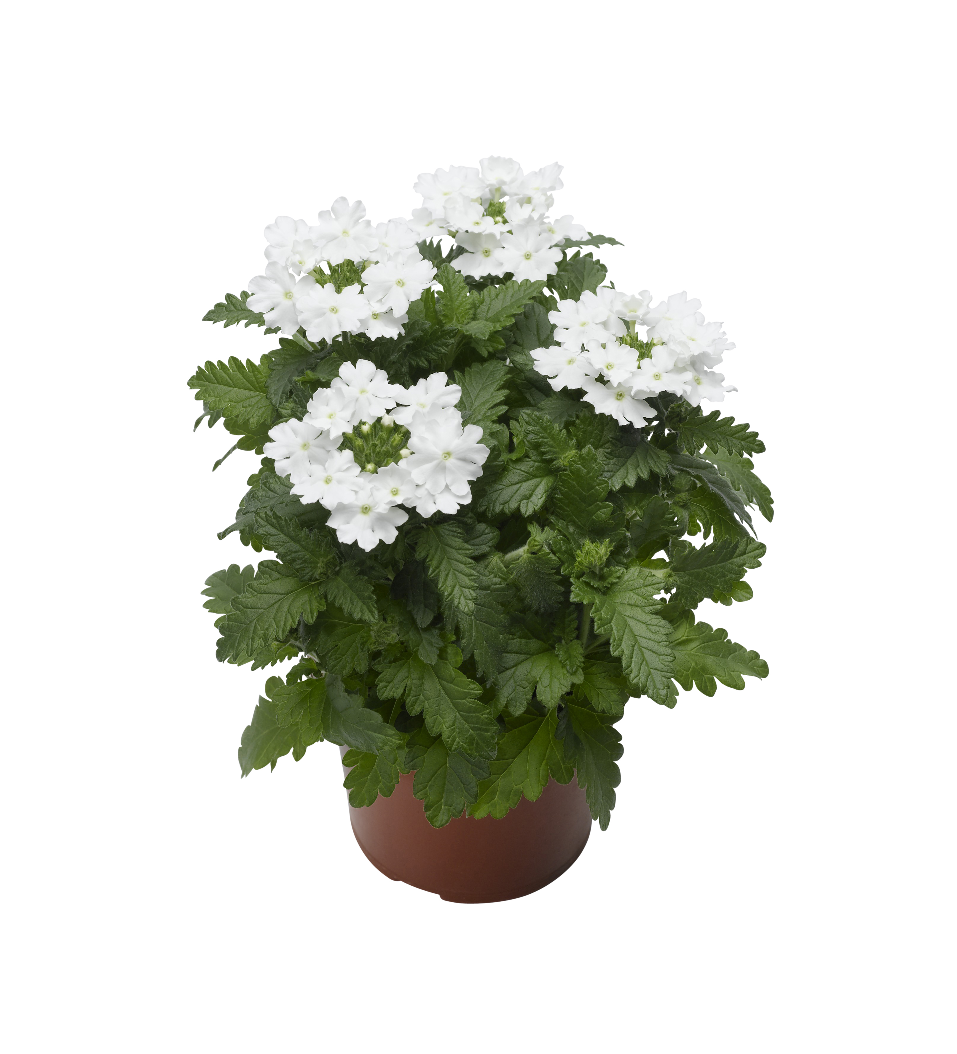 Glandularia White 12 cm